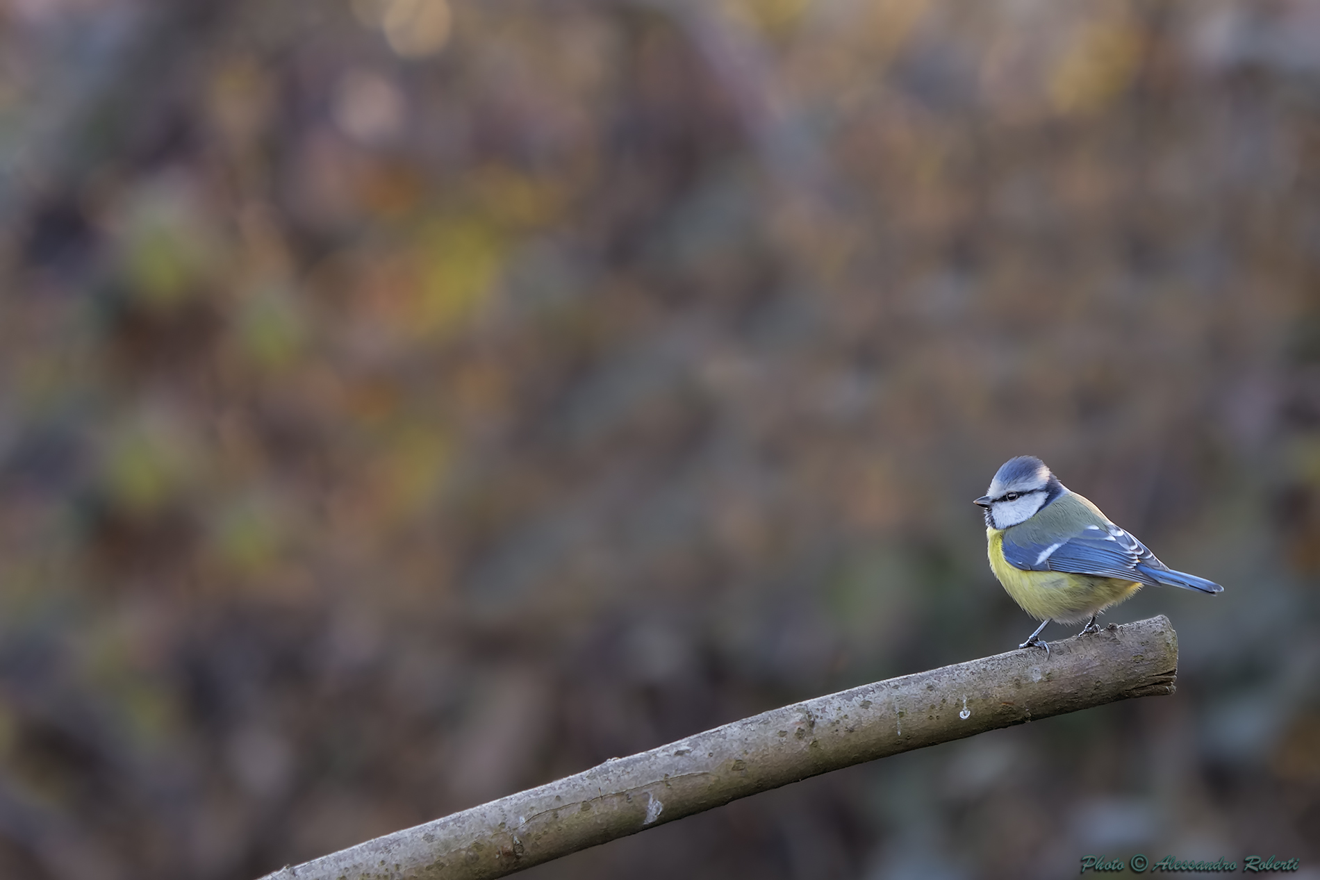 ProvaNikon af-s 200mm Blue Tit (Cyanistes caeruleus)