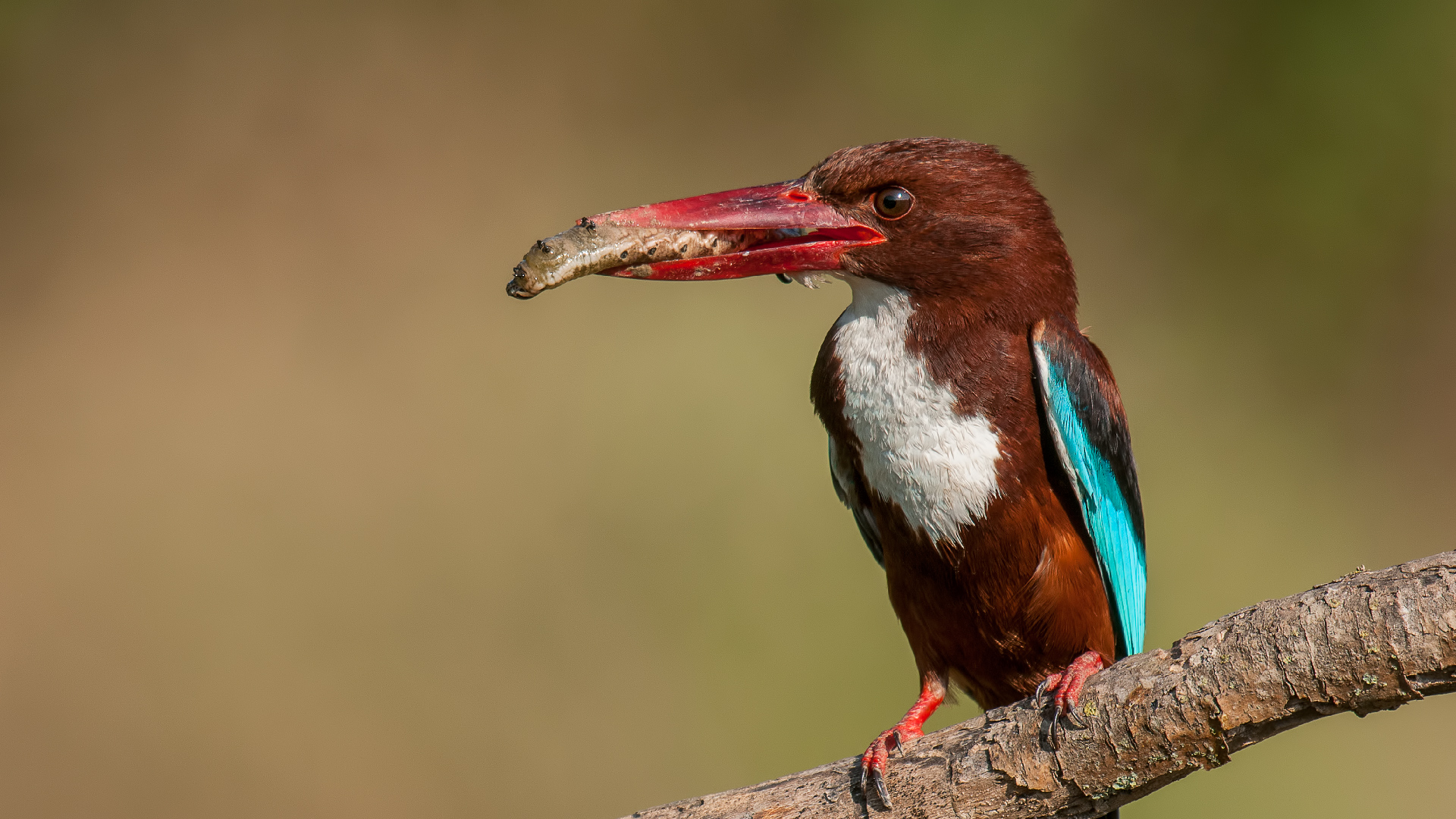 Halcyon smyrnensis » White-throated Kingfisher