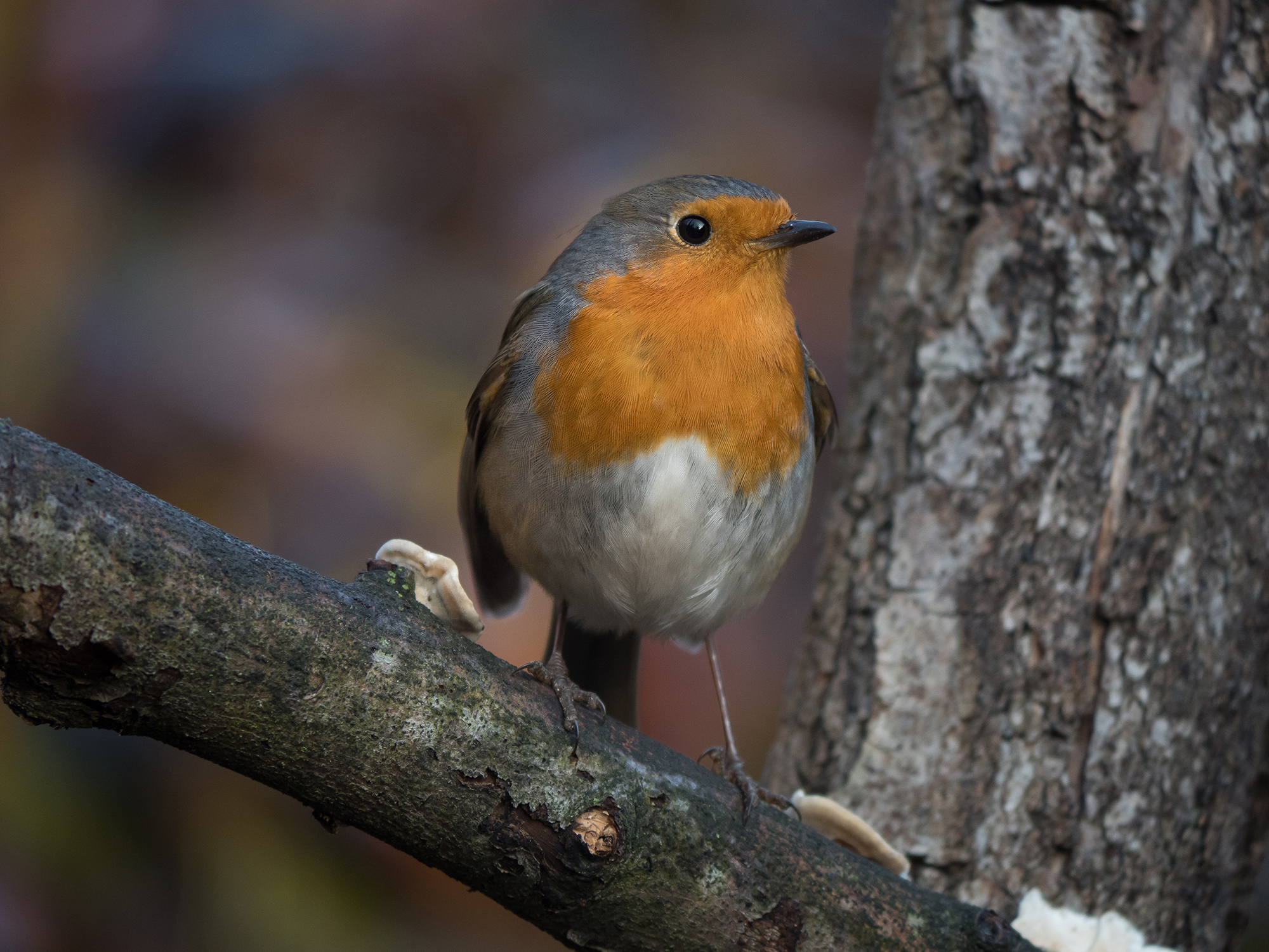 Turin: along the Po. #pettirosso, No crop.
