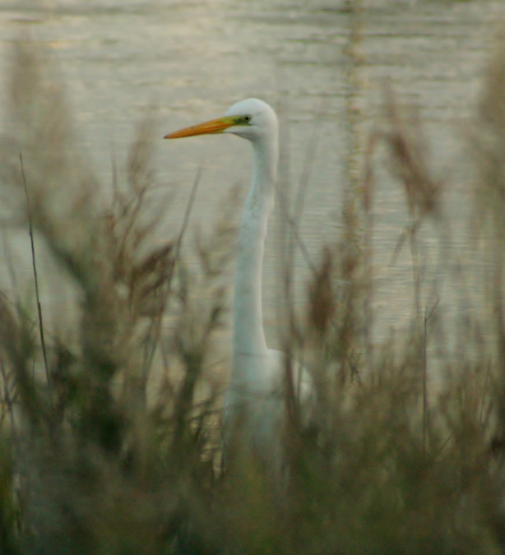 Airone bianco magiore