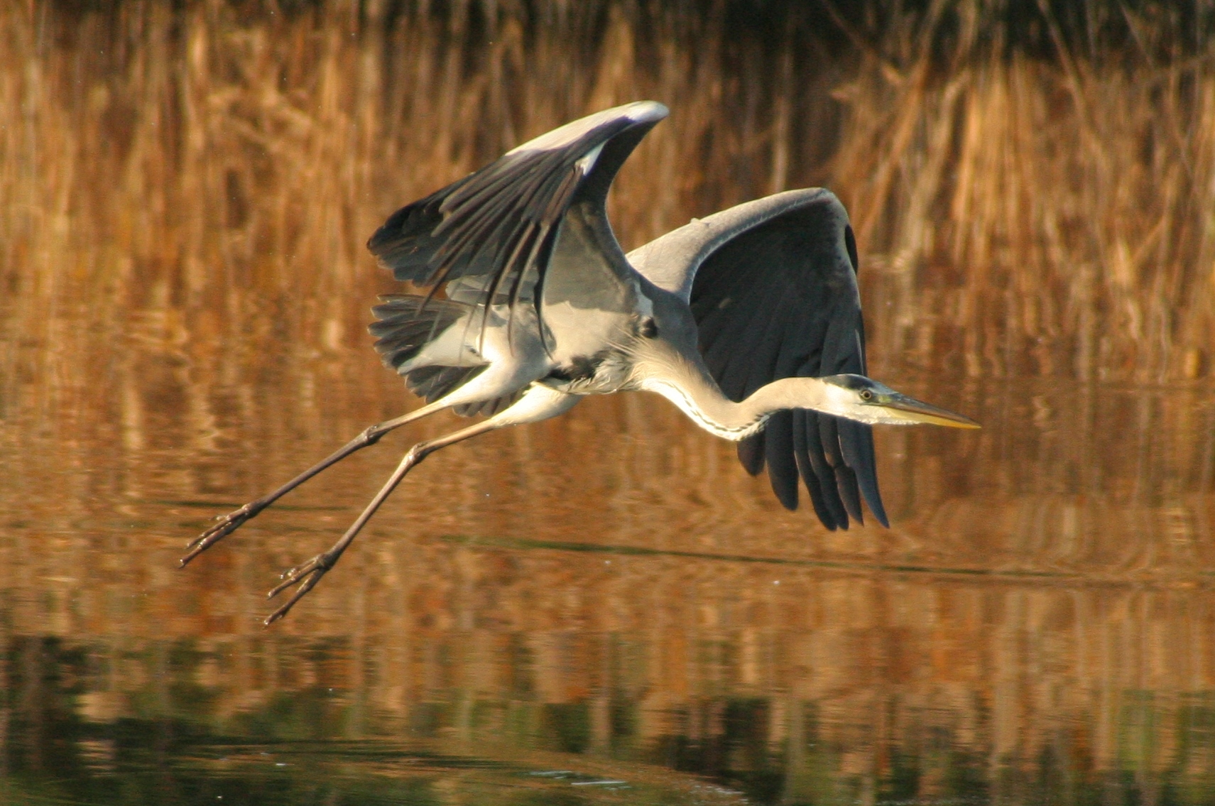Airone cinerino in volo