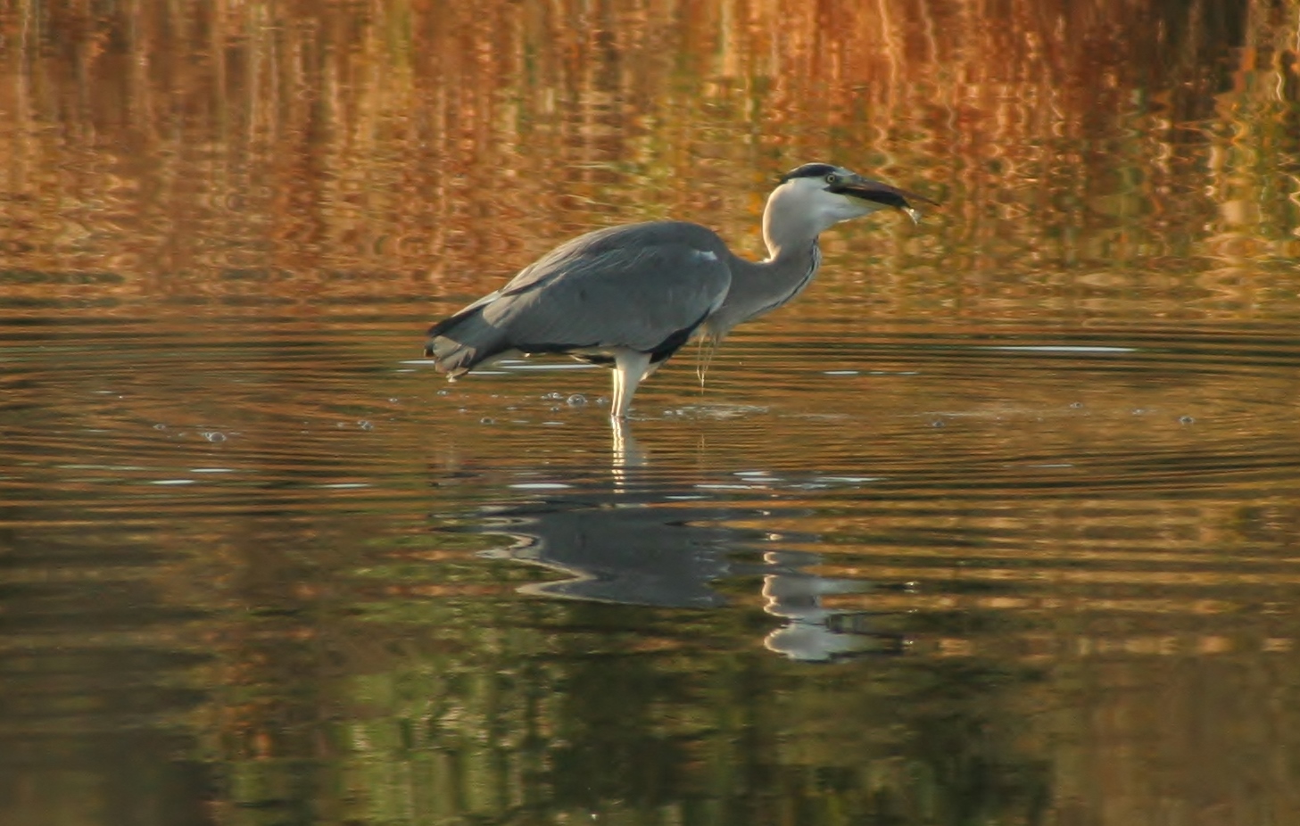 l' airone ha pescato
