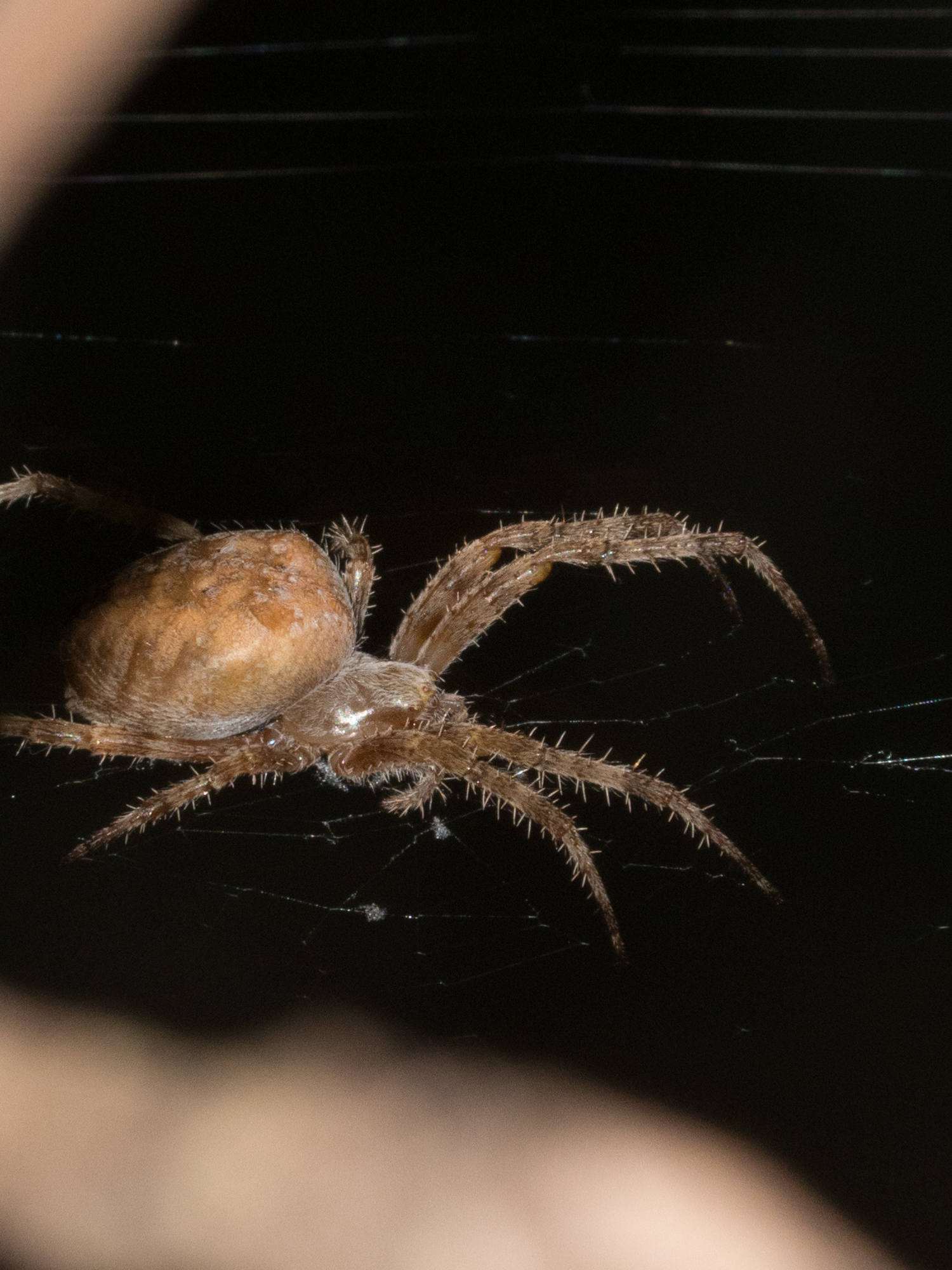 Spider at night