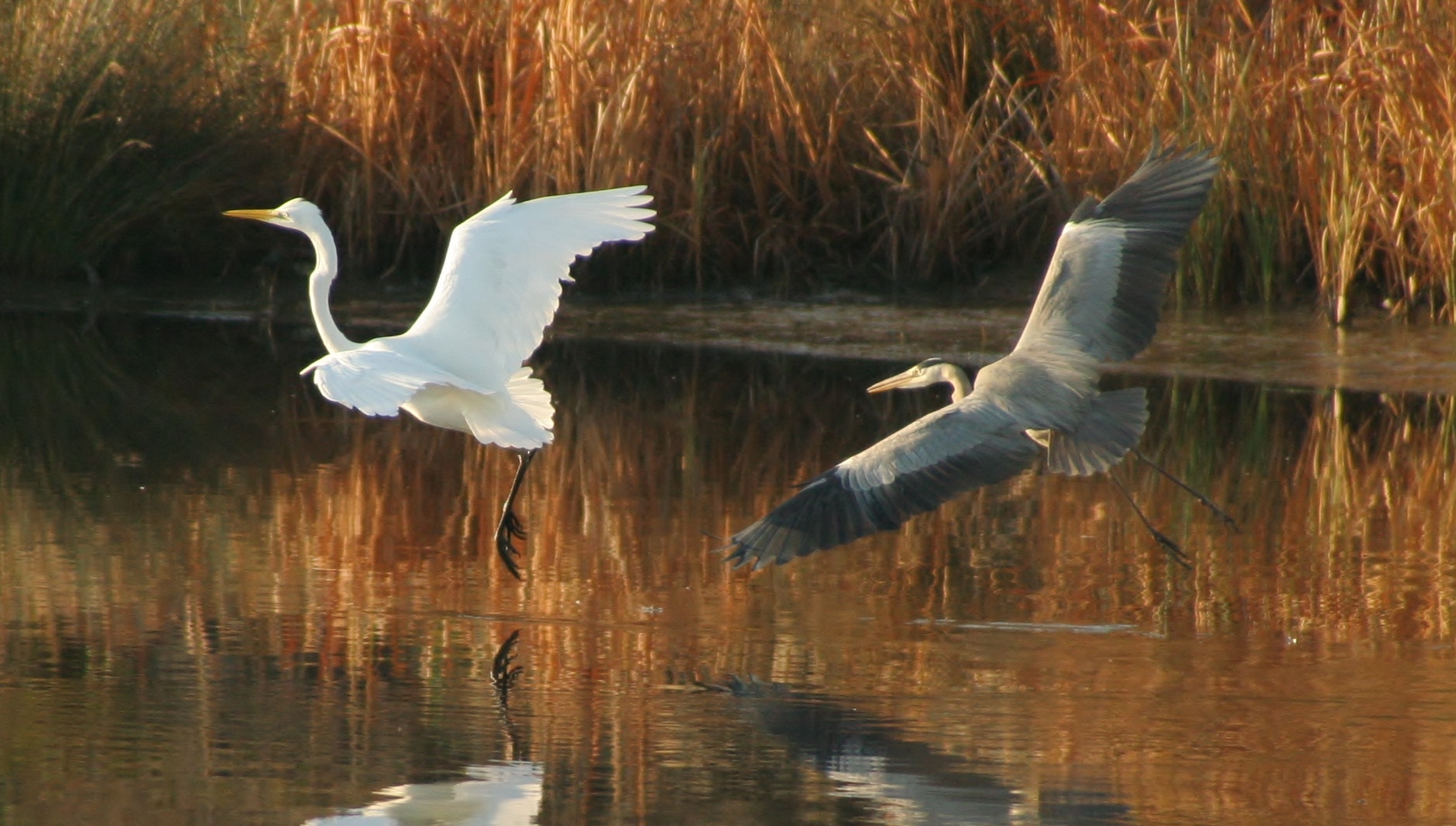 Via dal mio territorio!