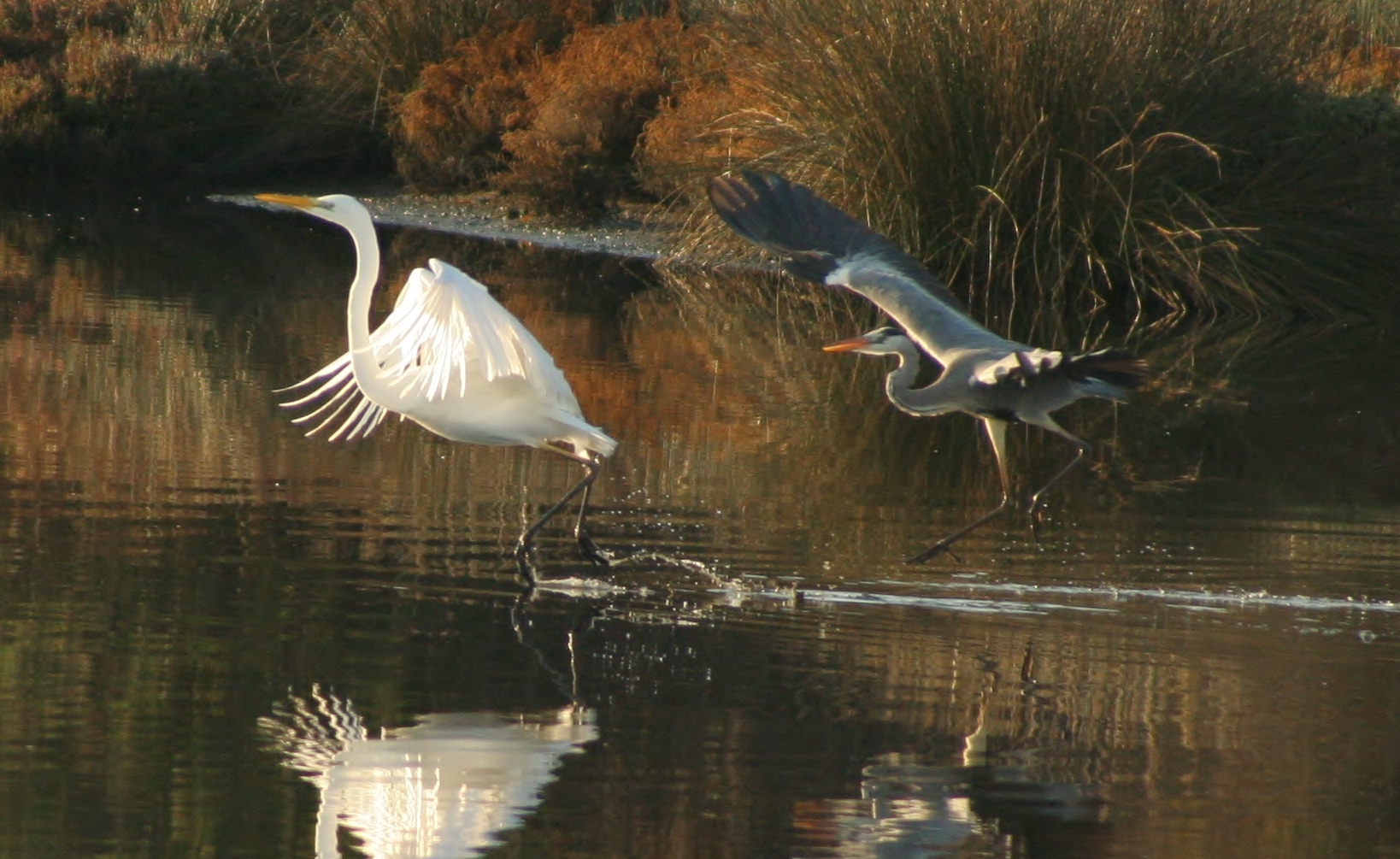 Airone bianco + airone cinerino