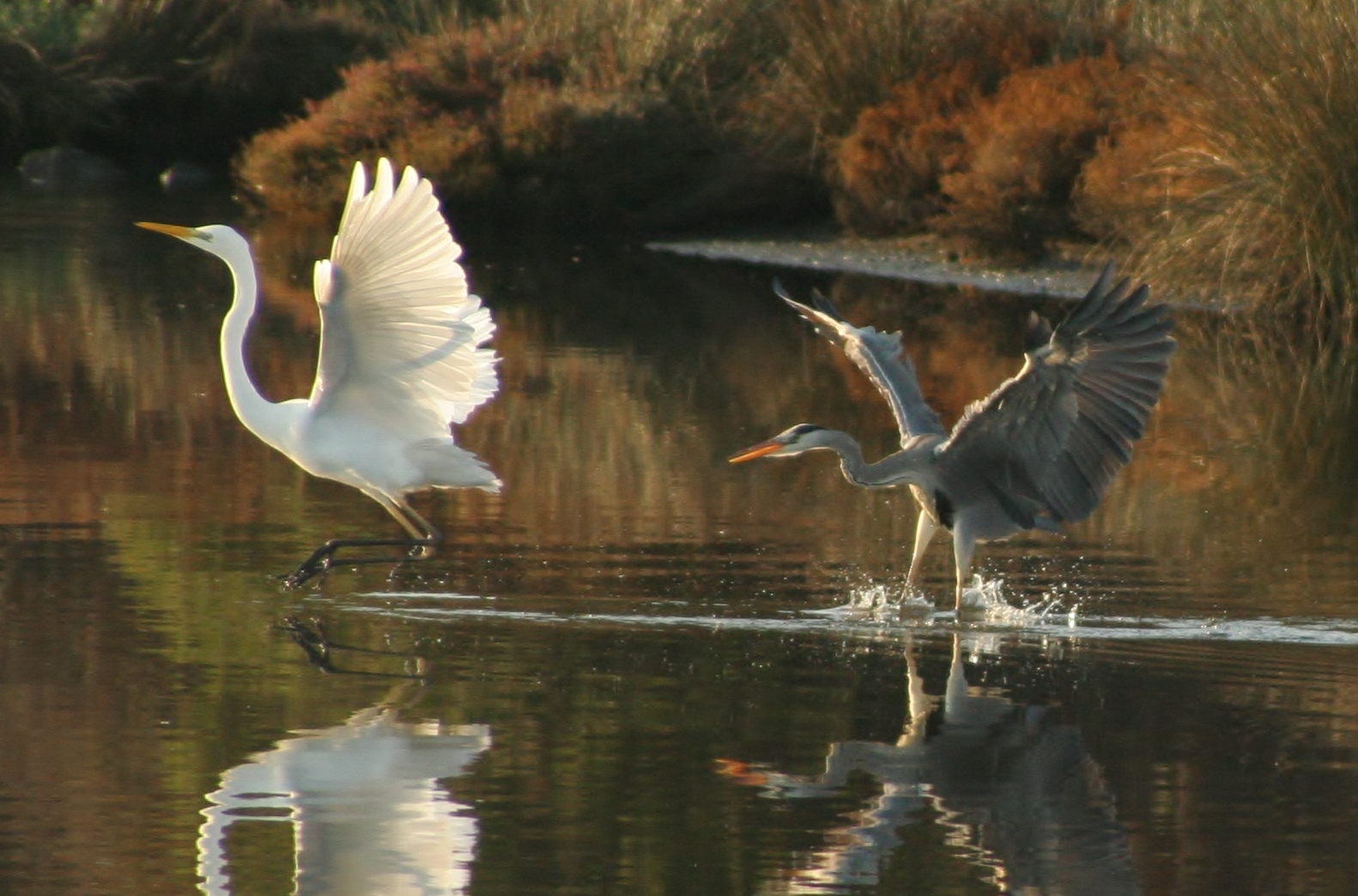 A. bianco + a. cinerino