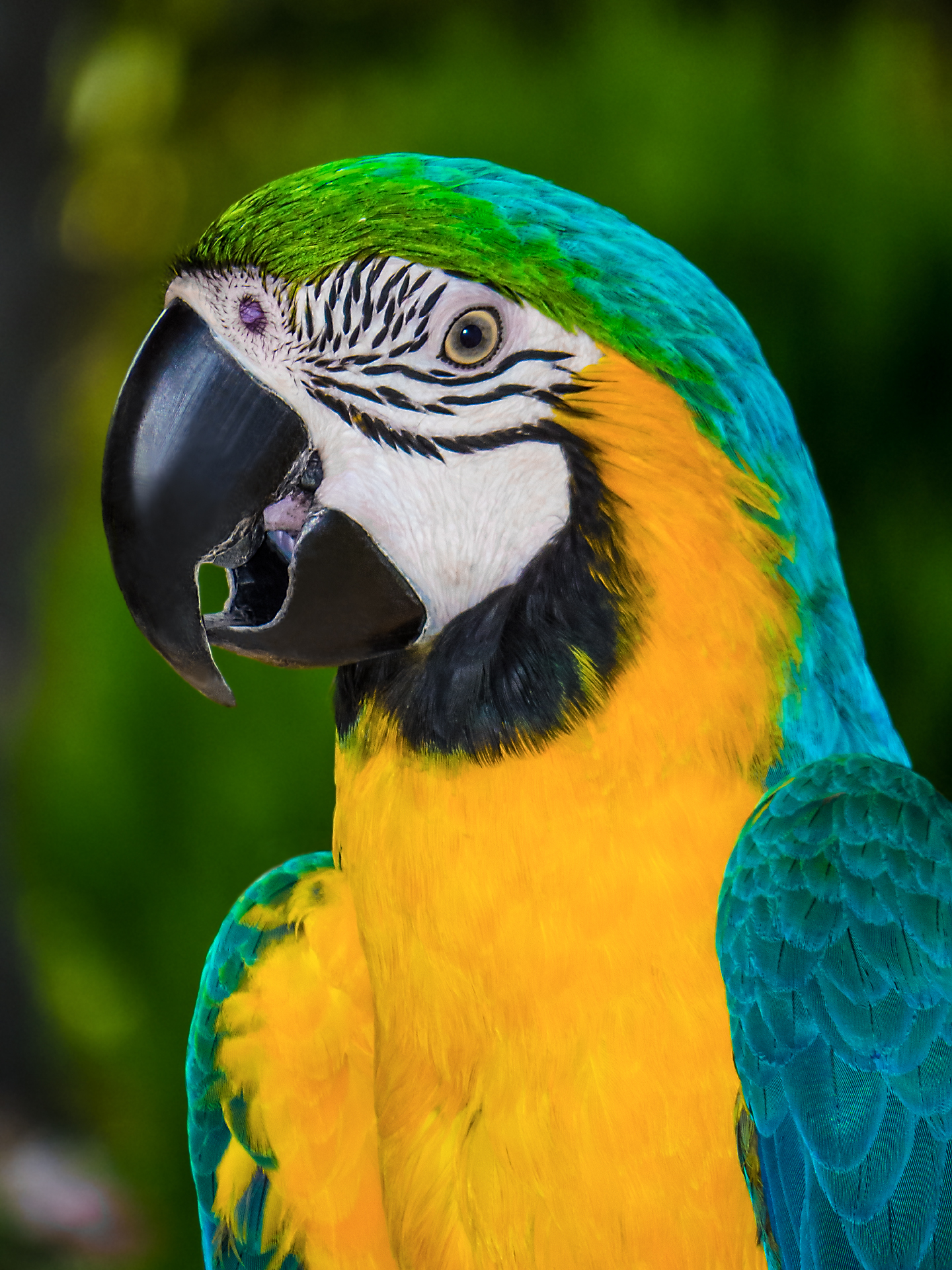Blue-and-yellow macaw