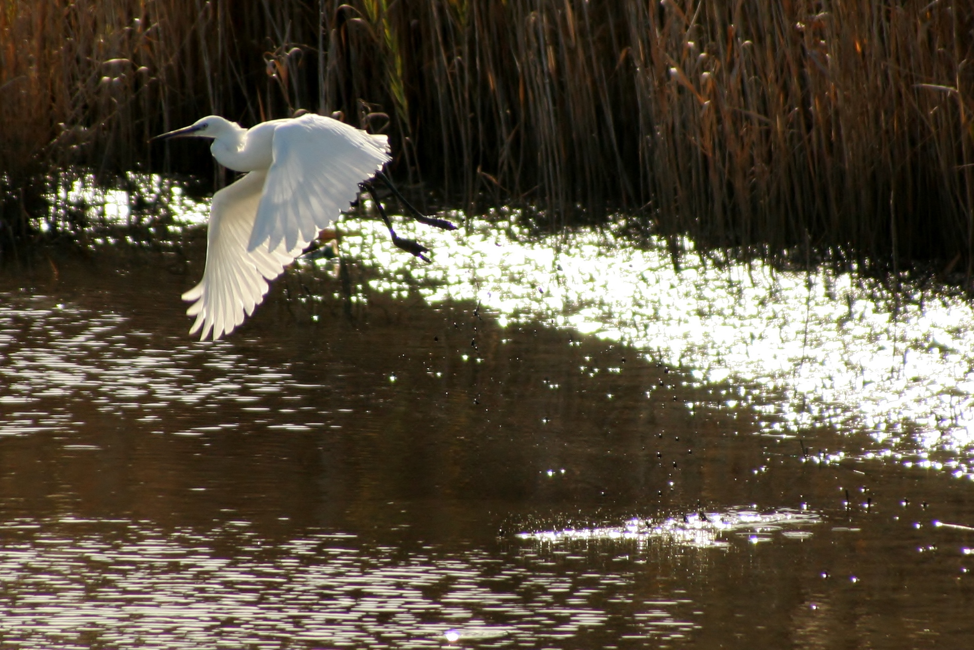 Garzetta (Egretta Garzetta):Stacco