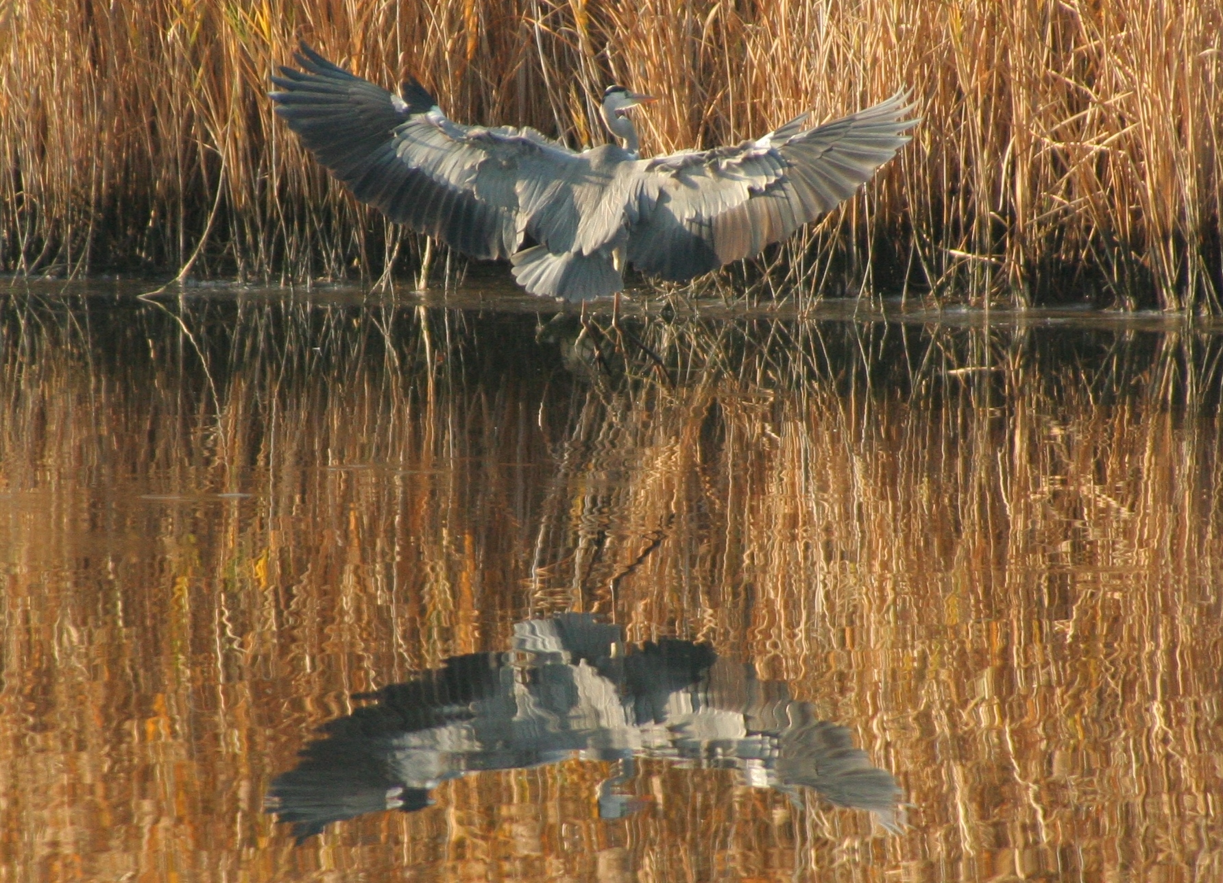 Airone cinerino:Atterraggio