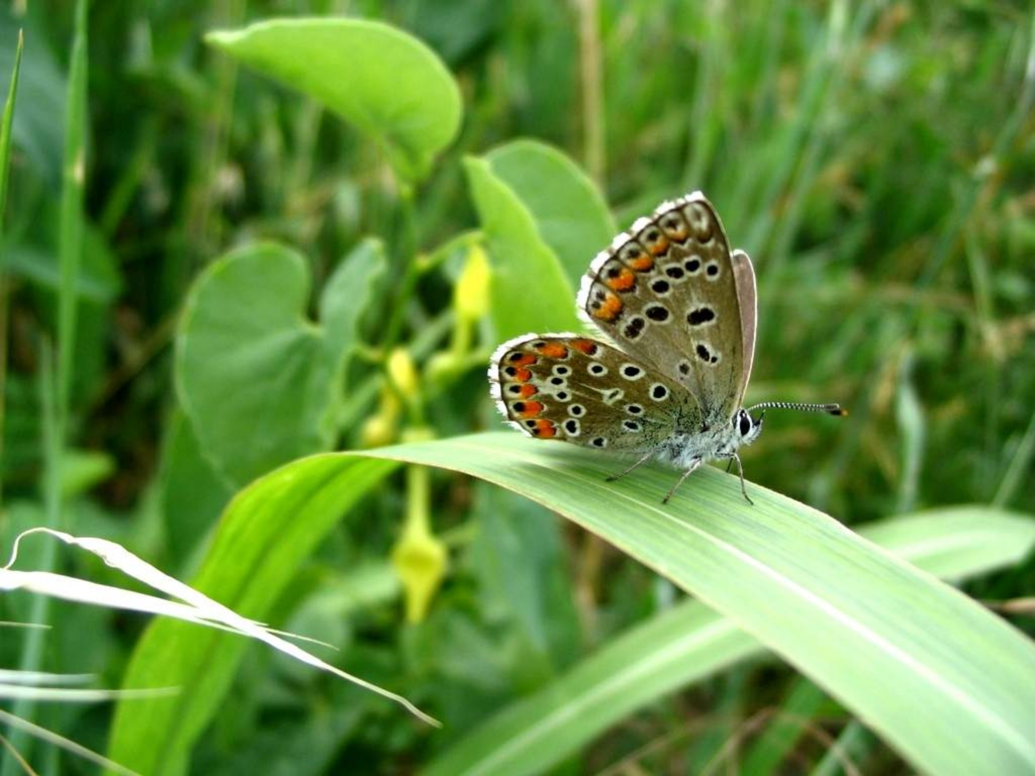 Polyommatus icarus