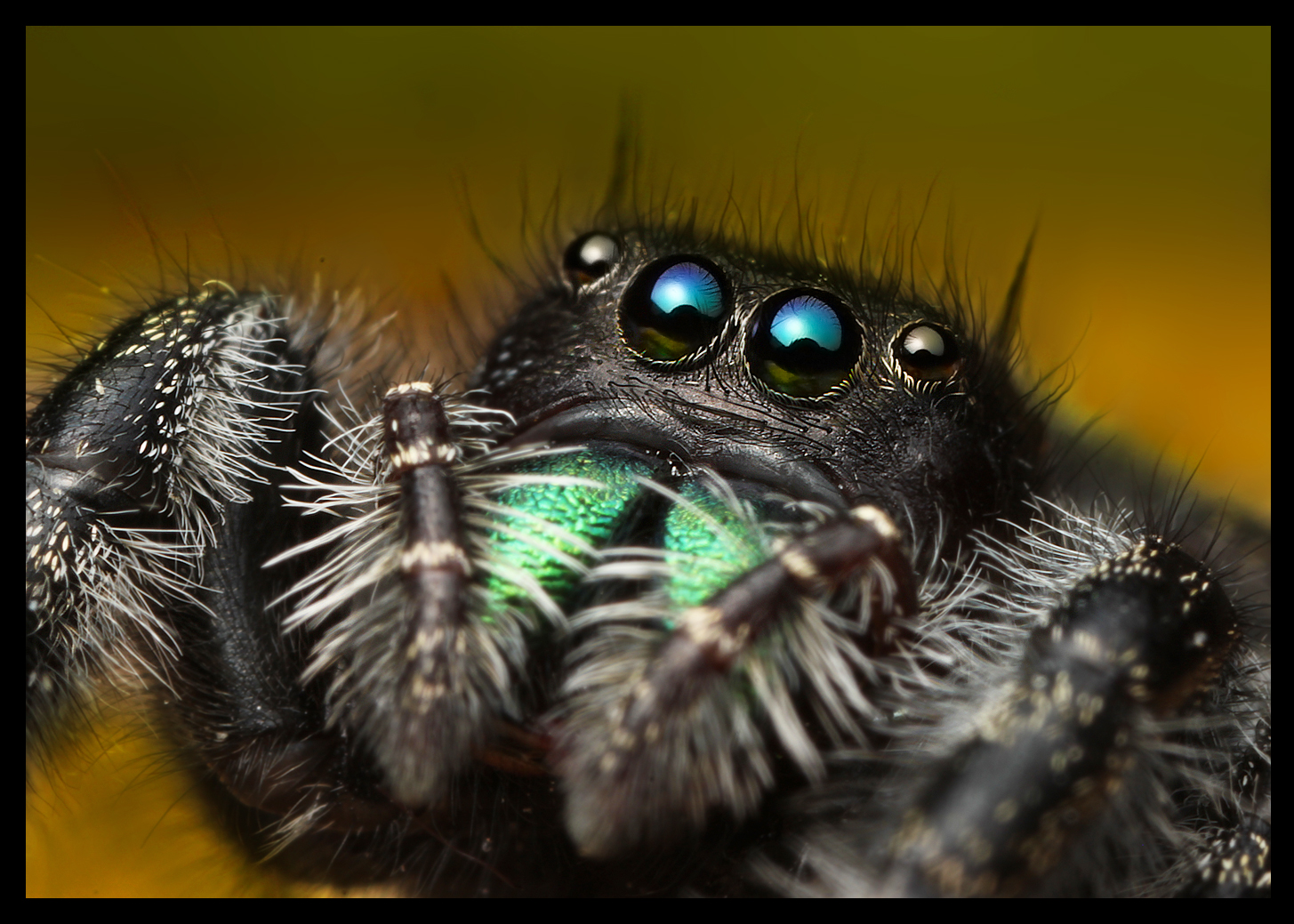 Phidippus audax