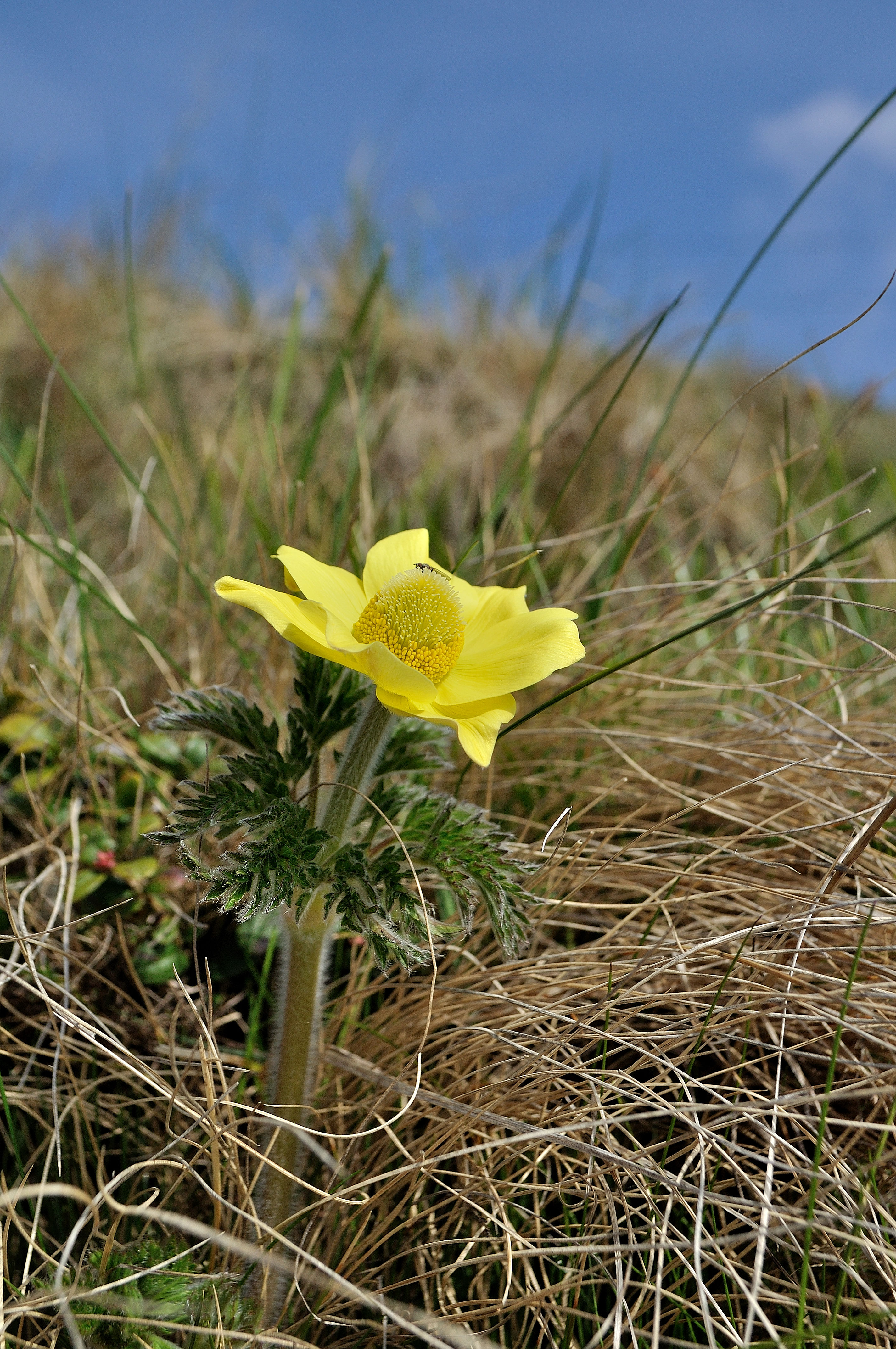 Pulsatilla apiifolia