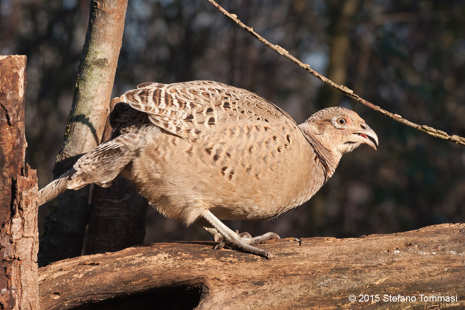 Female pheasant that has eaten all the roost ...