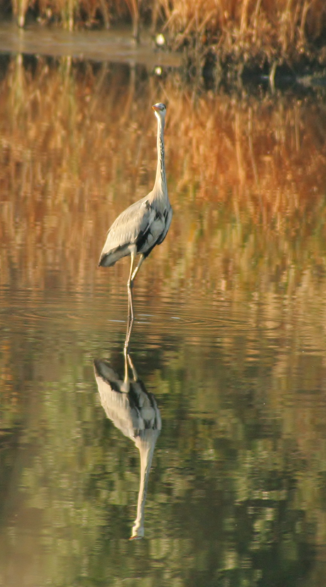 Chissà cosa guarda...