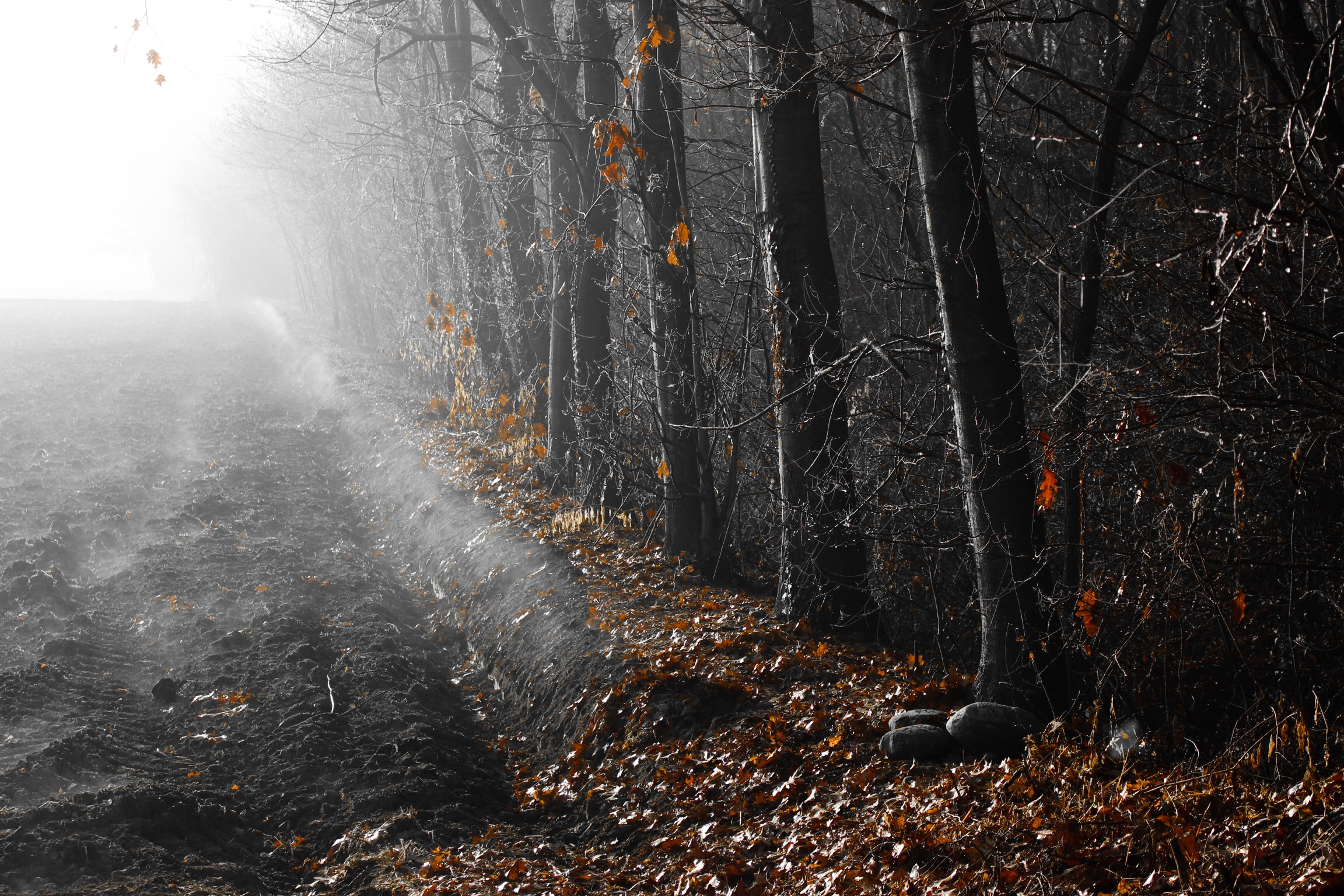 Campagna novarese di prima mattina