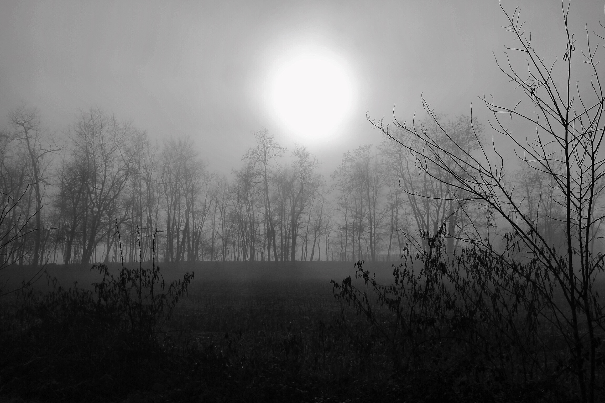 Campagna,pomeriggio con nebbia