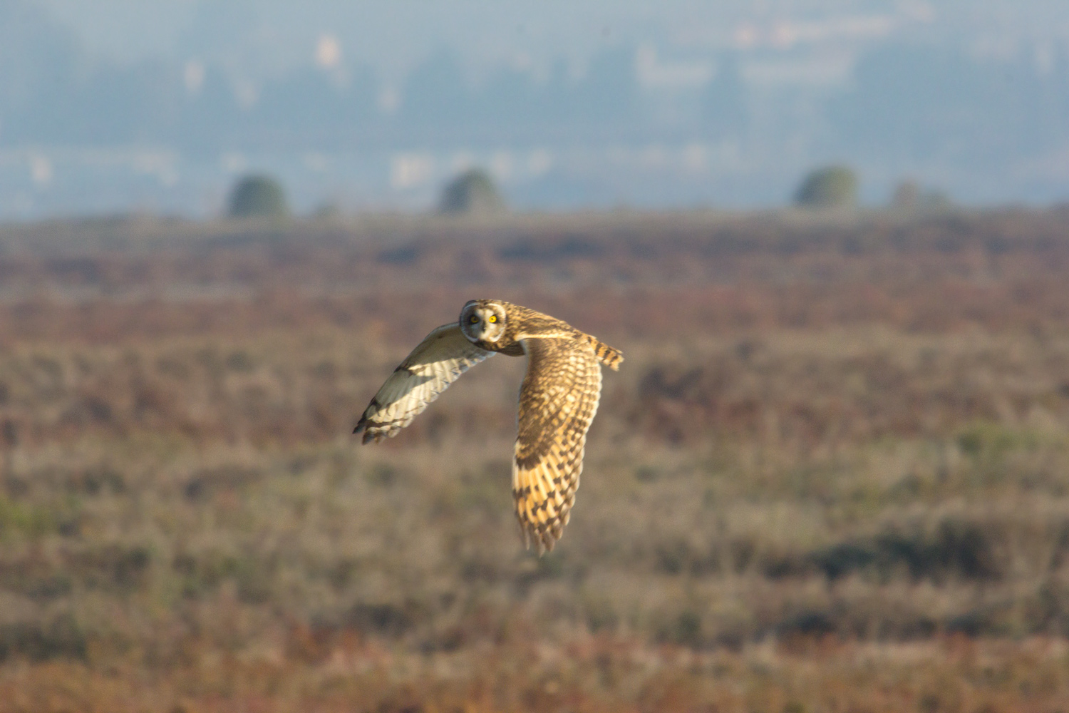 eared owl hunting