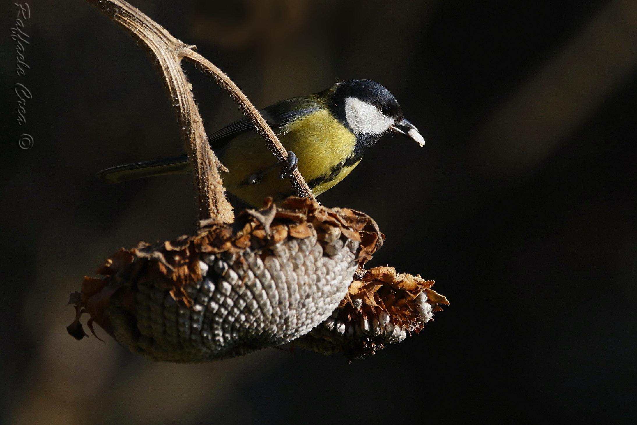 Cinciallegra in Chiaro Scuro