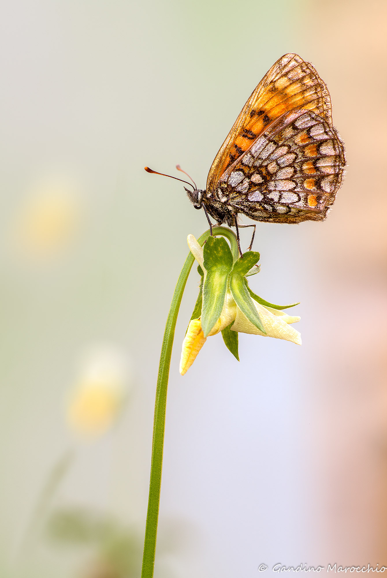 Melitaea varies