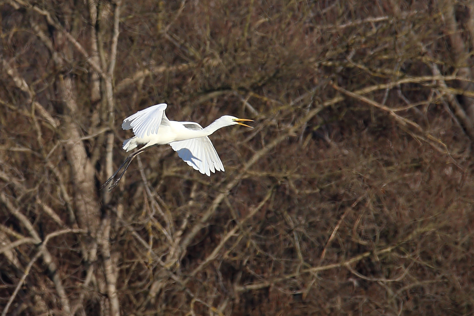 Heron and its shadow