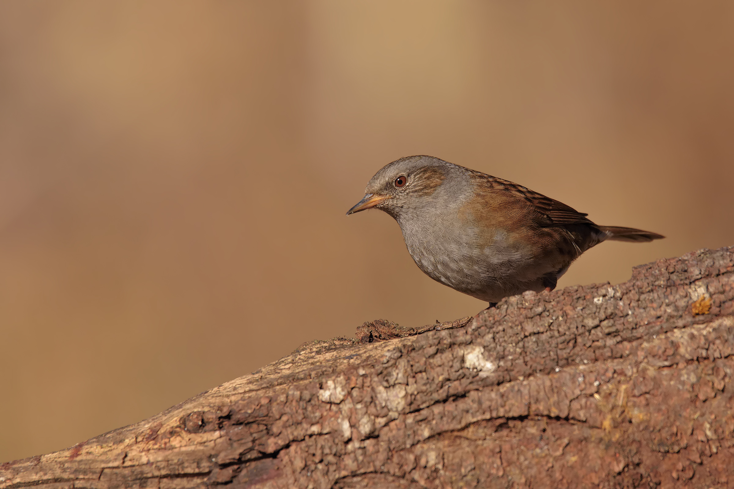 Dunnock