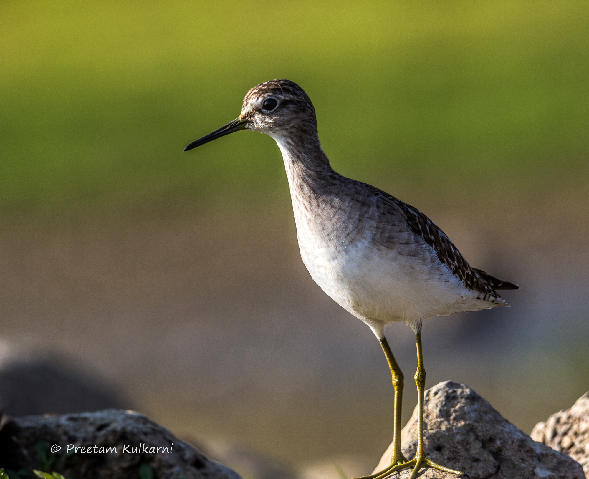 Marsh Sandpiper.