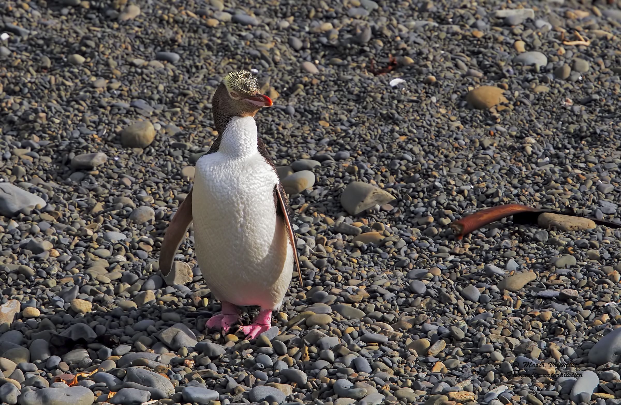 Pinguino degli antipodi
