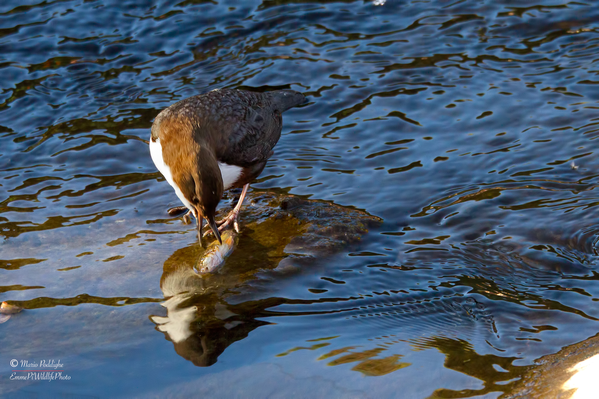 Merlo Acquaiolo fished