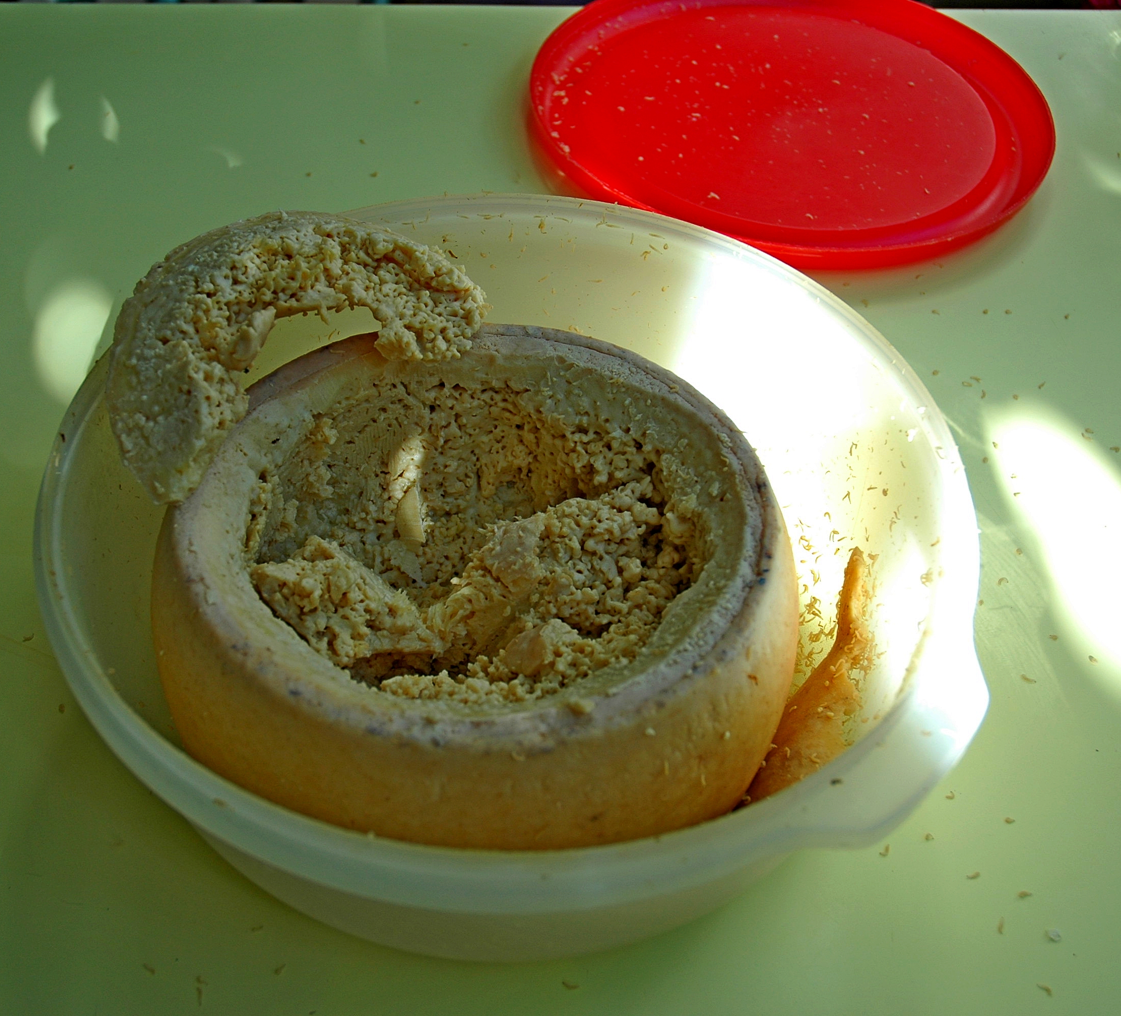 Casu marzu