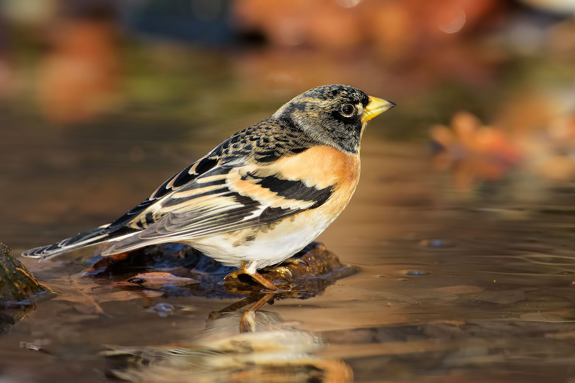 the colors of brambling