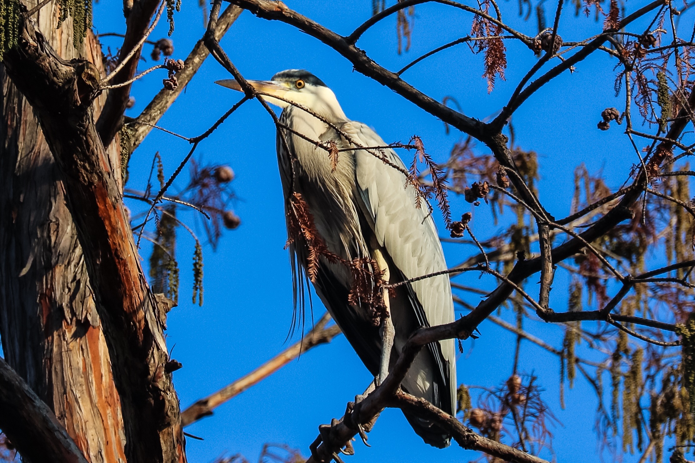Grey Heron