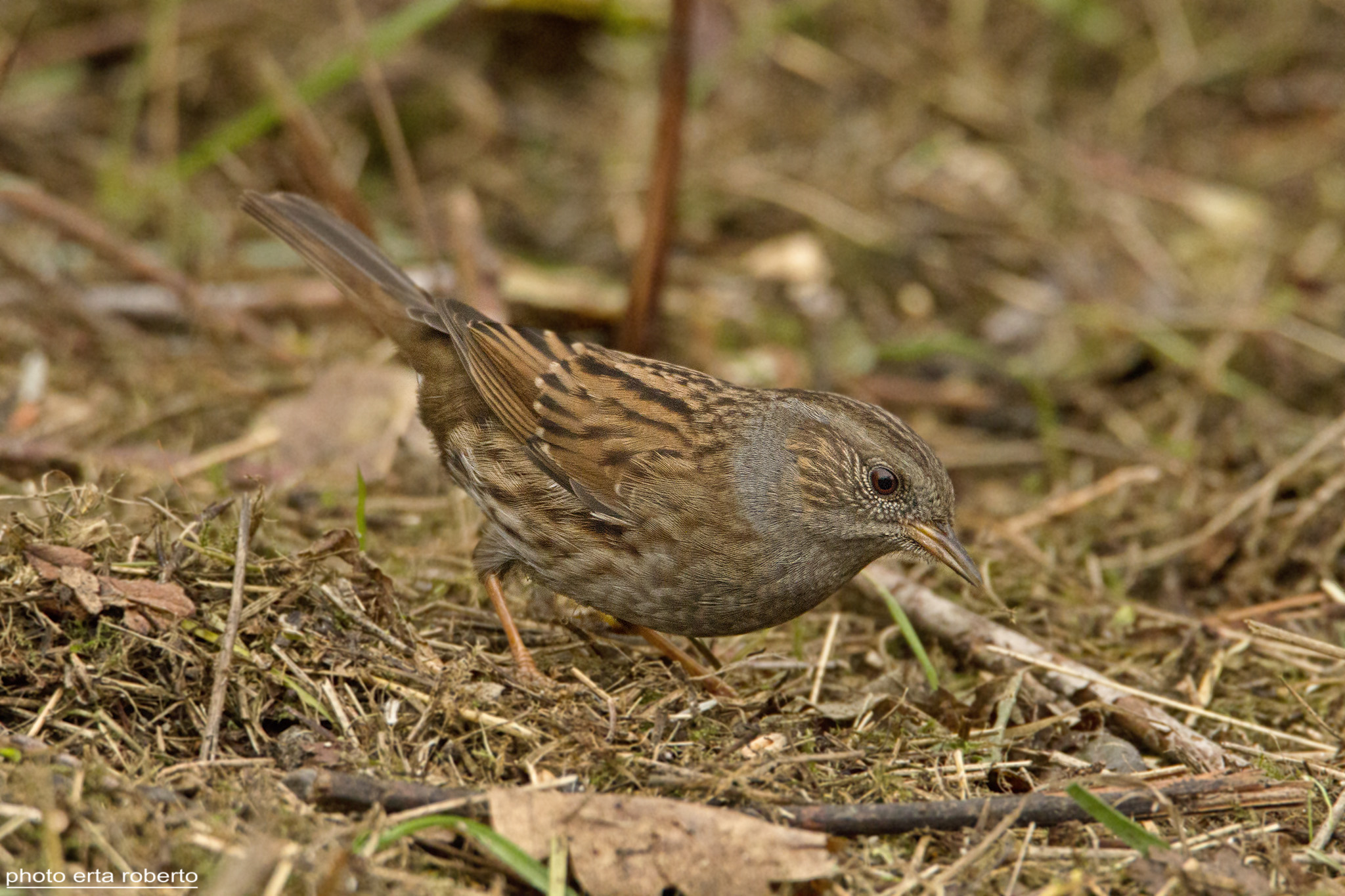 Dunnock
