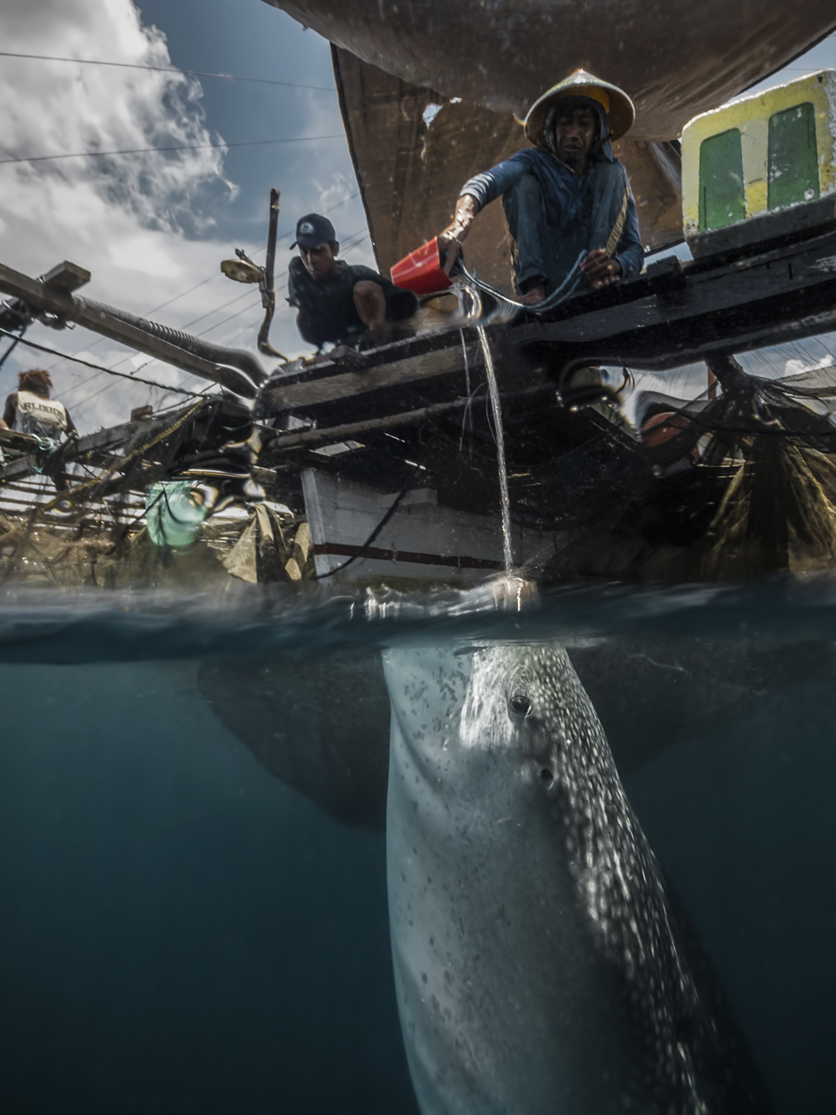 The whale Cendrawasih