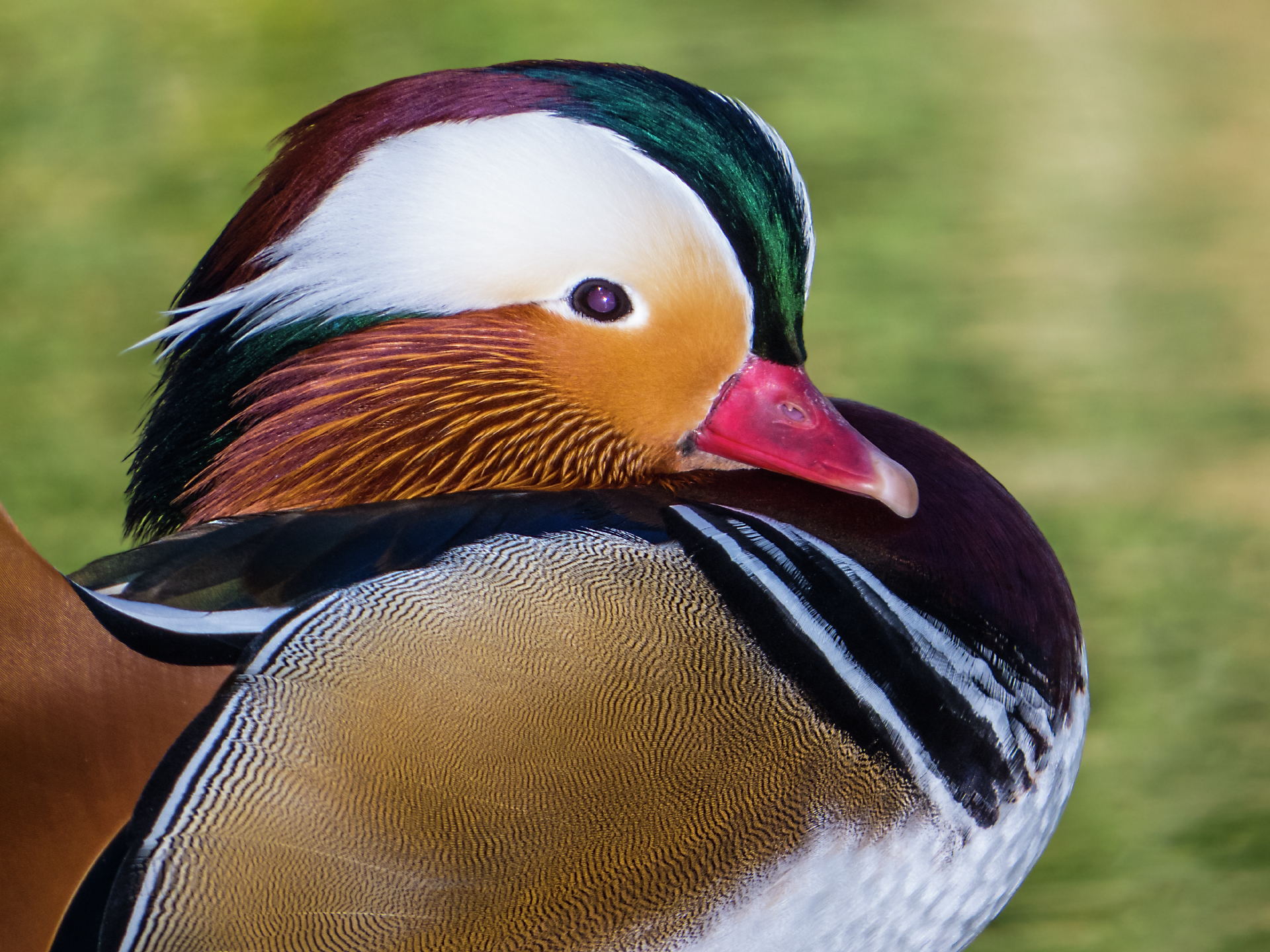 Mandarin Duck - Male
