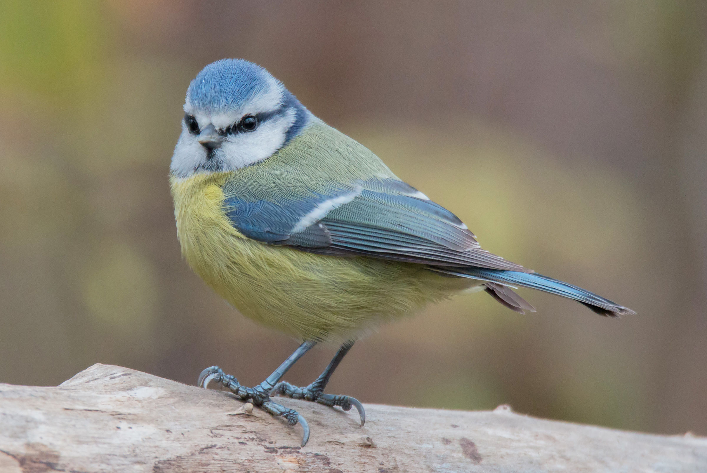 Observed by a blue tit