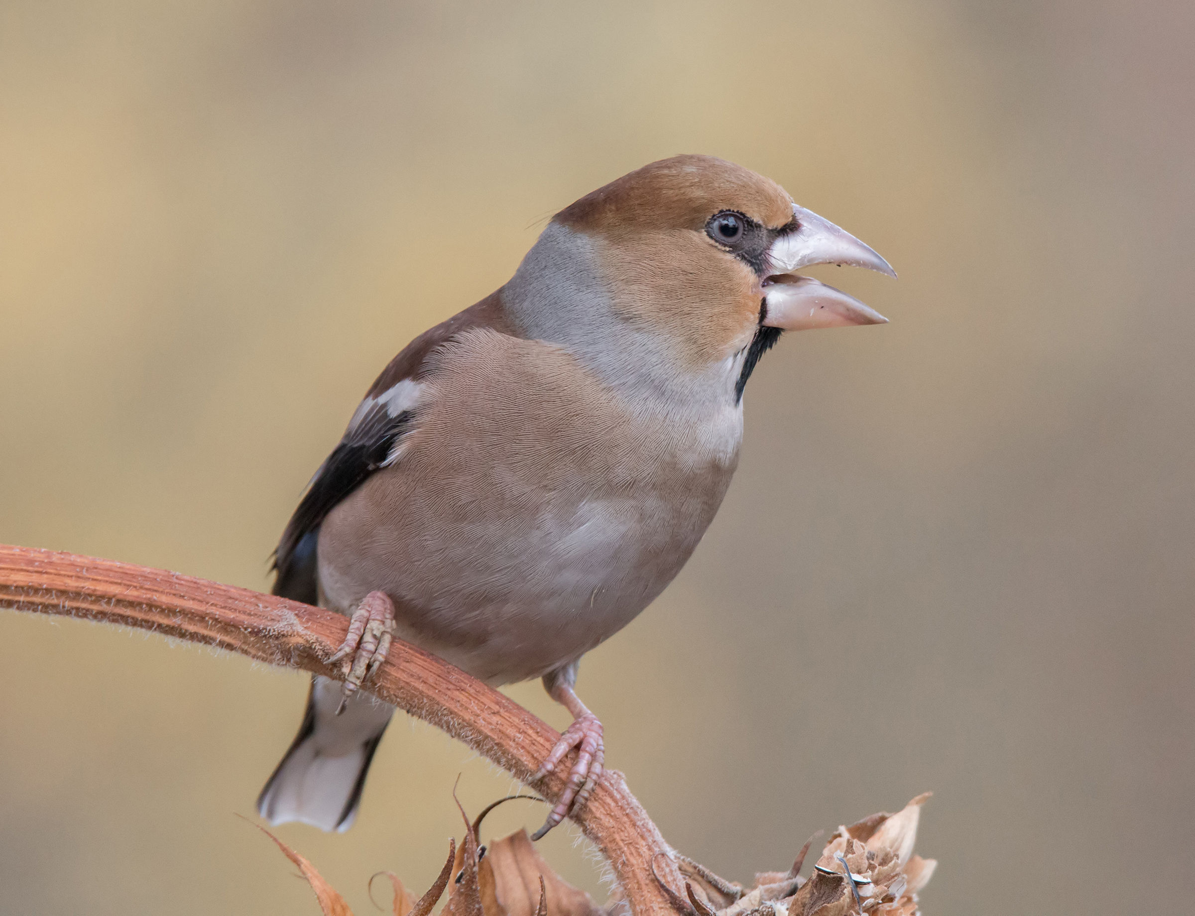 A chatterbox Grosbeak