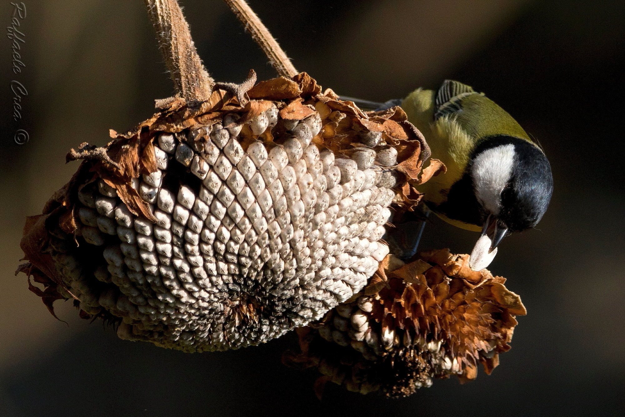 Cinciallegra.Giocando in Chiaro Scuro