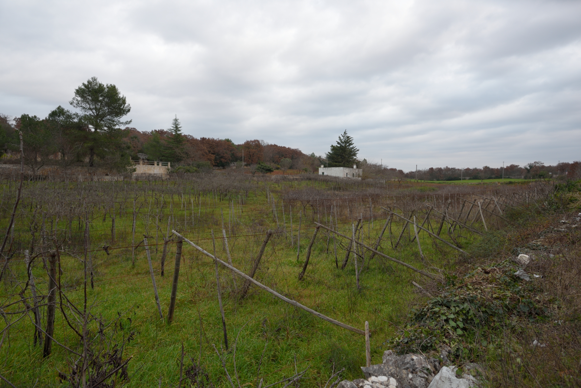 The old vineyard