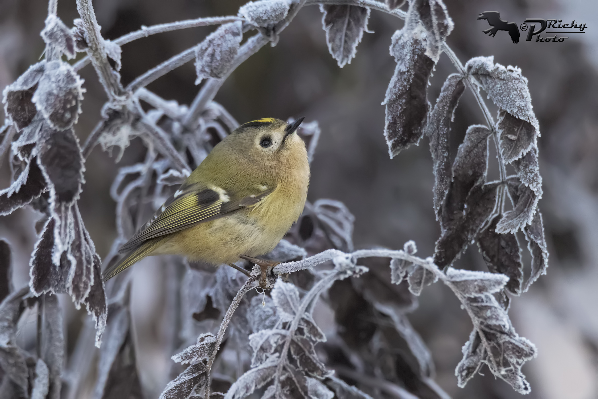 The Regulus and galaverna