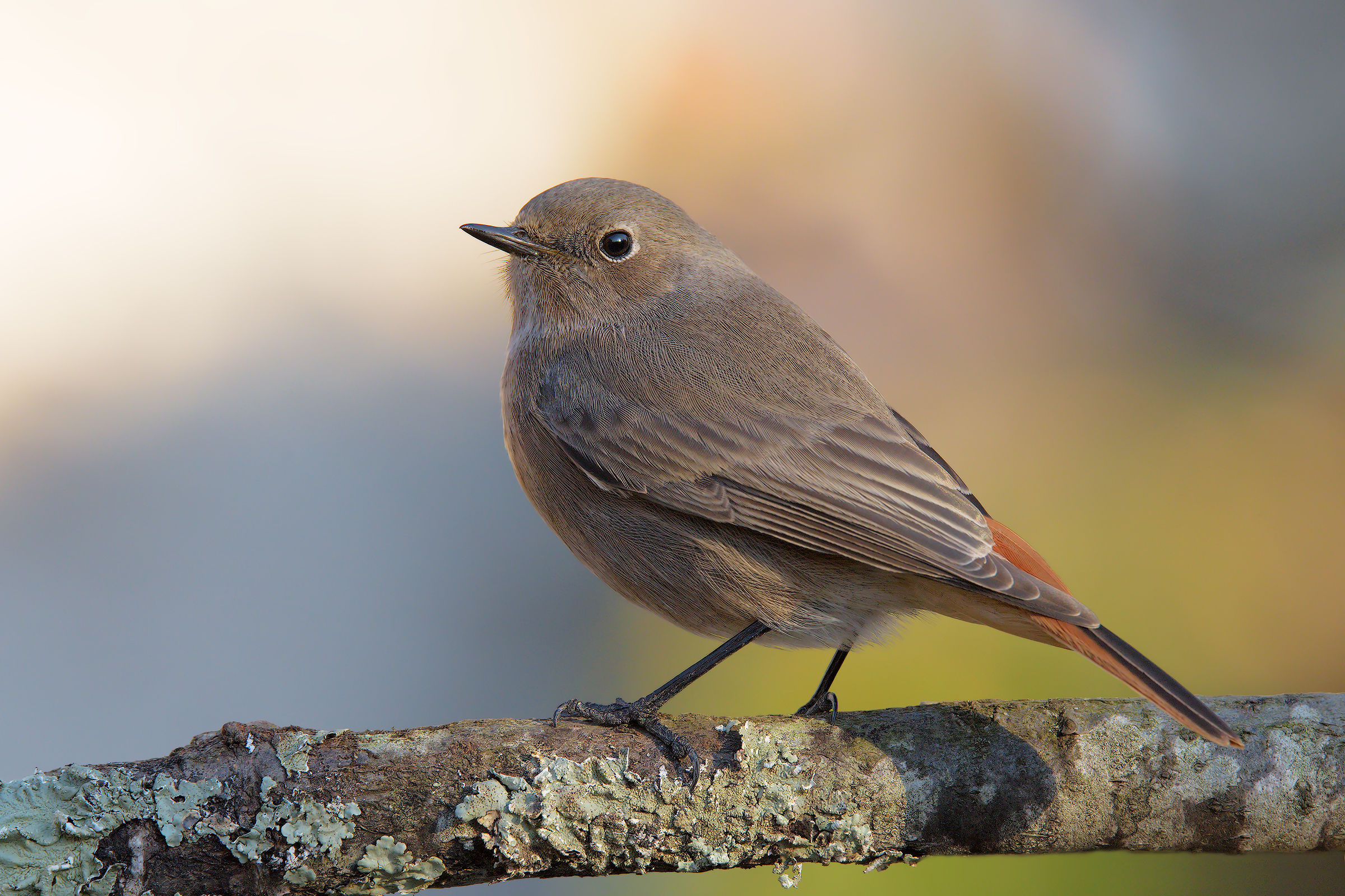 Codirossa thoughtful