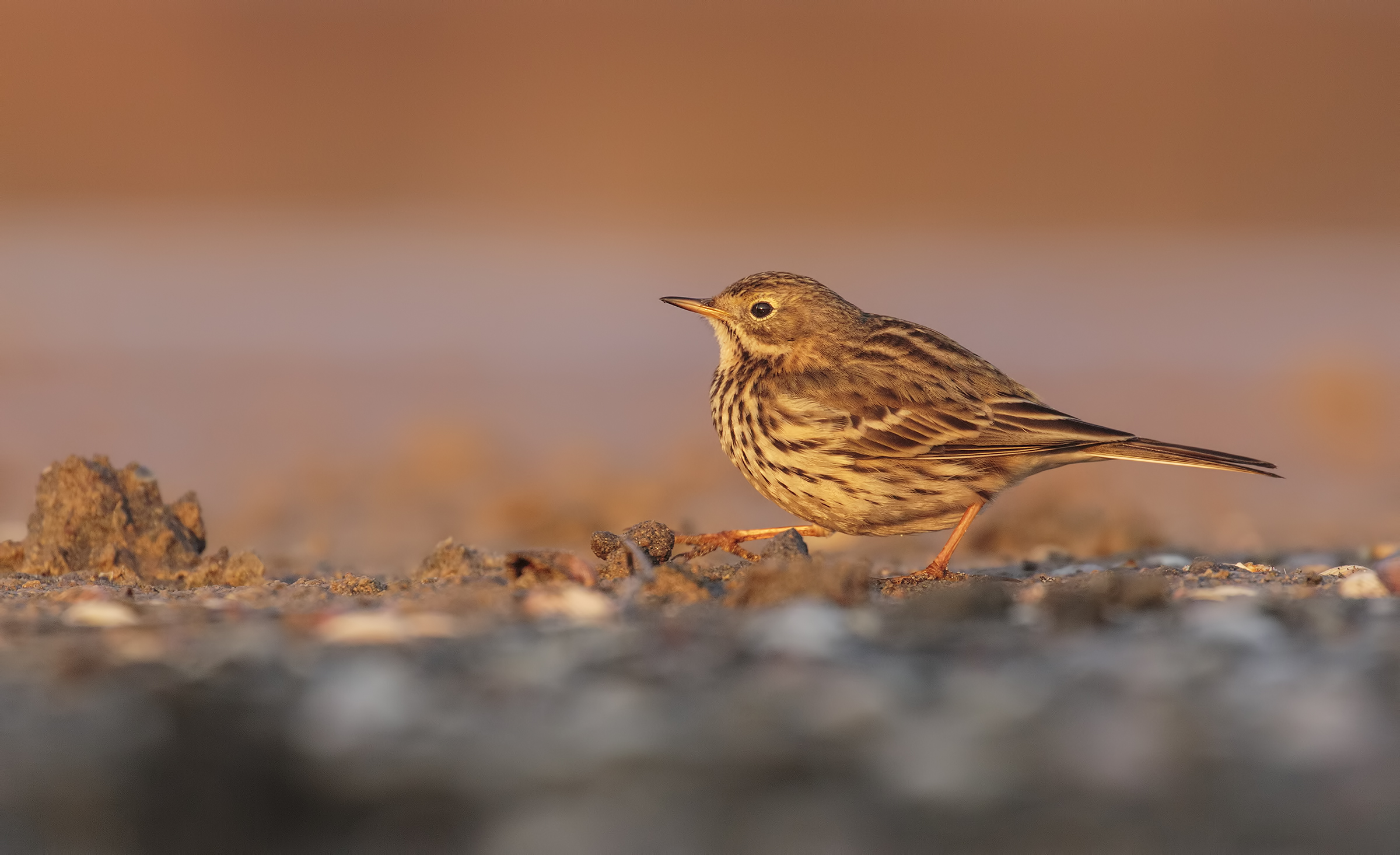 Pipit