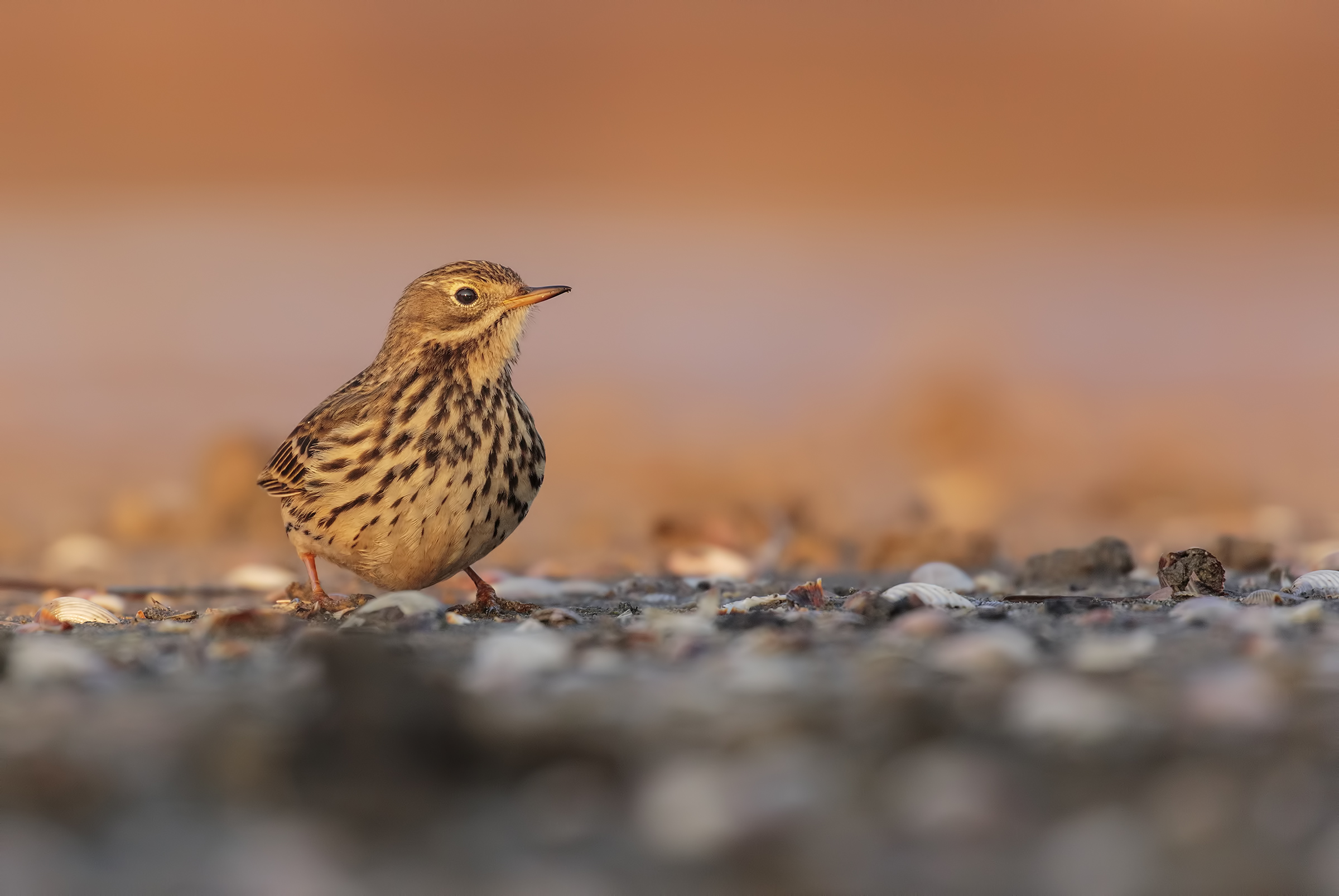 Pipit