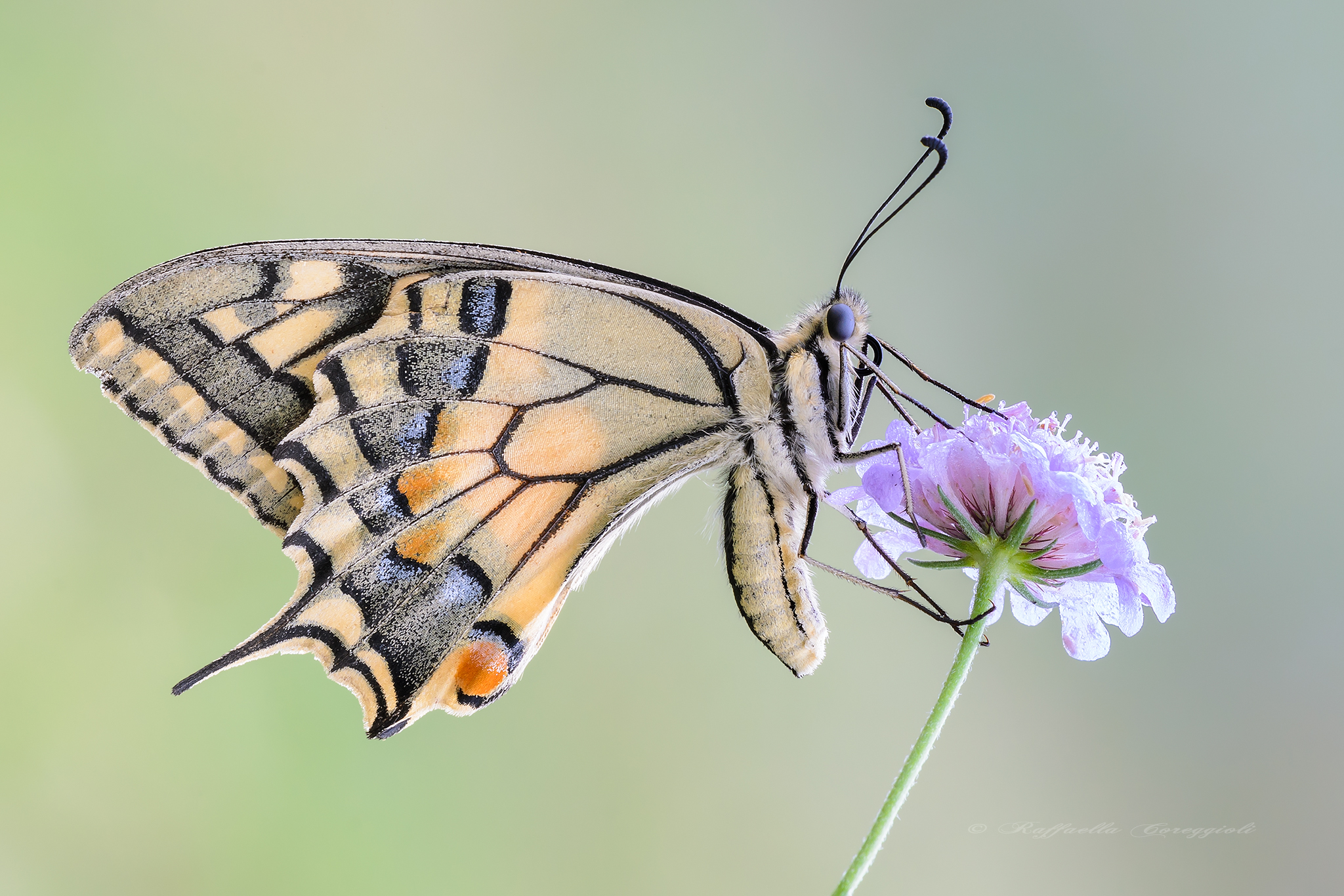 His first caress ...