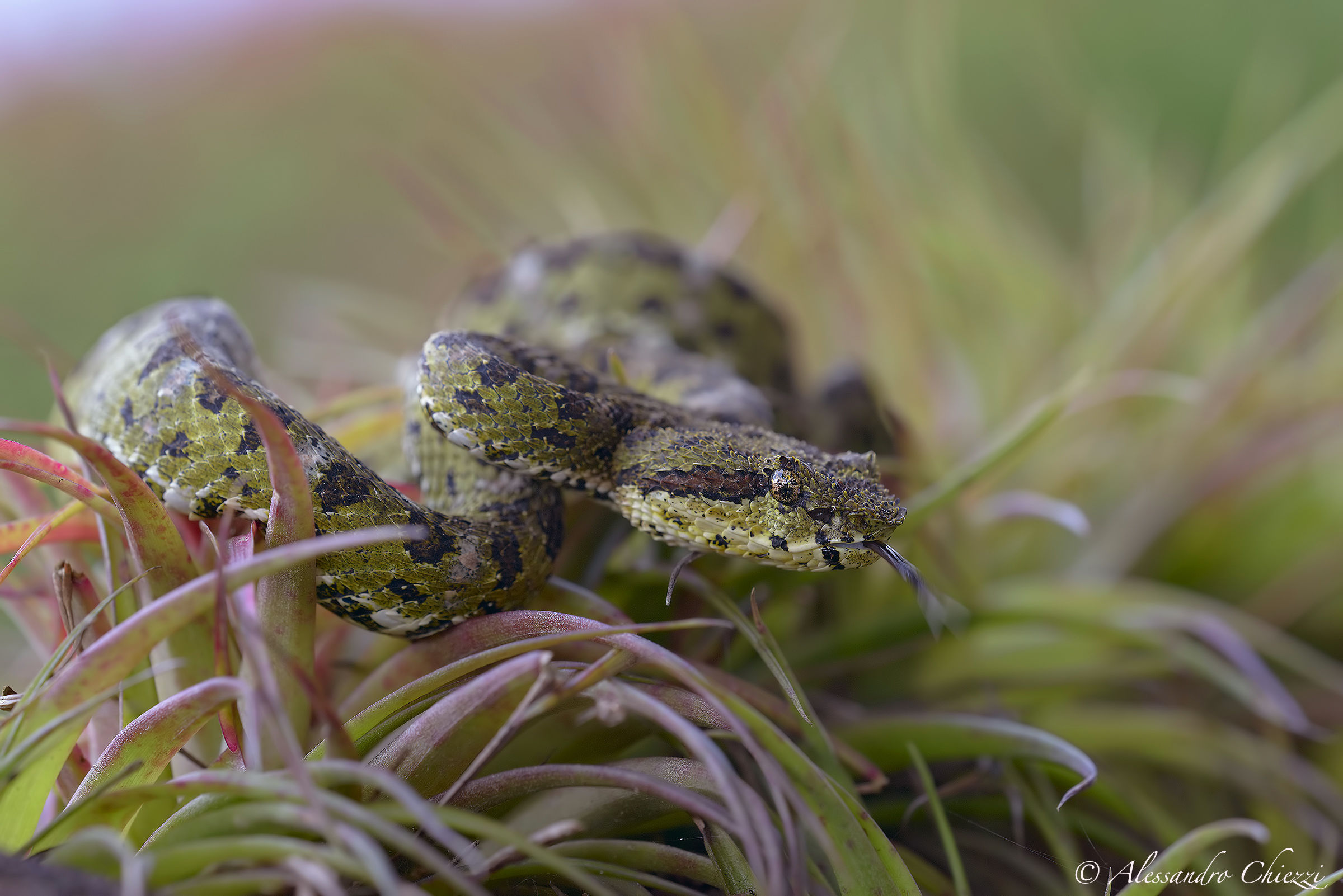 A pit between bromeliads