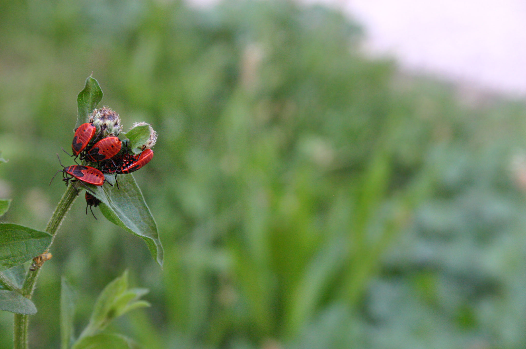 Pyrrhocoris apterus nymphen
