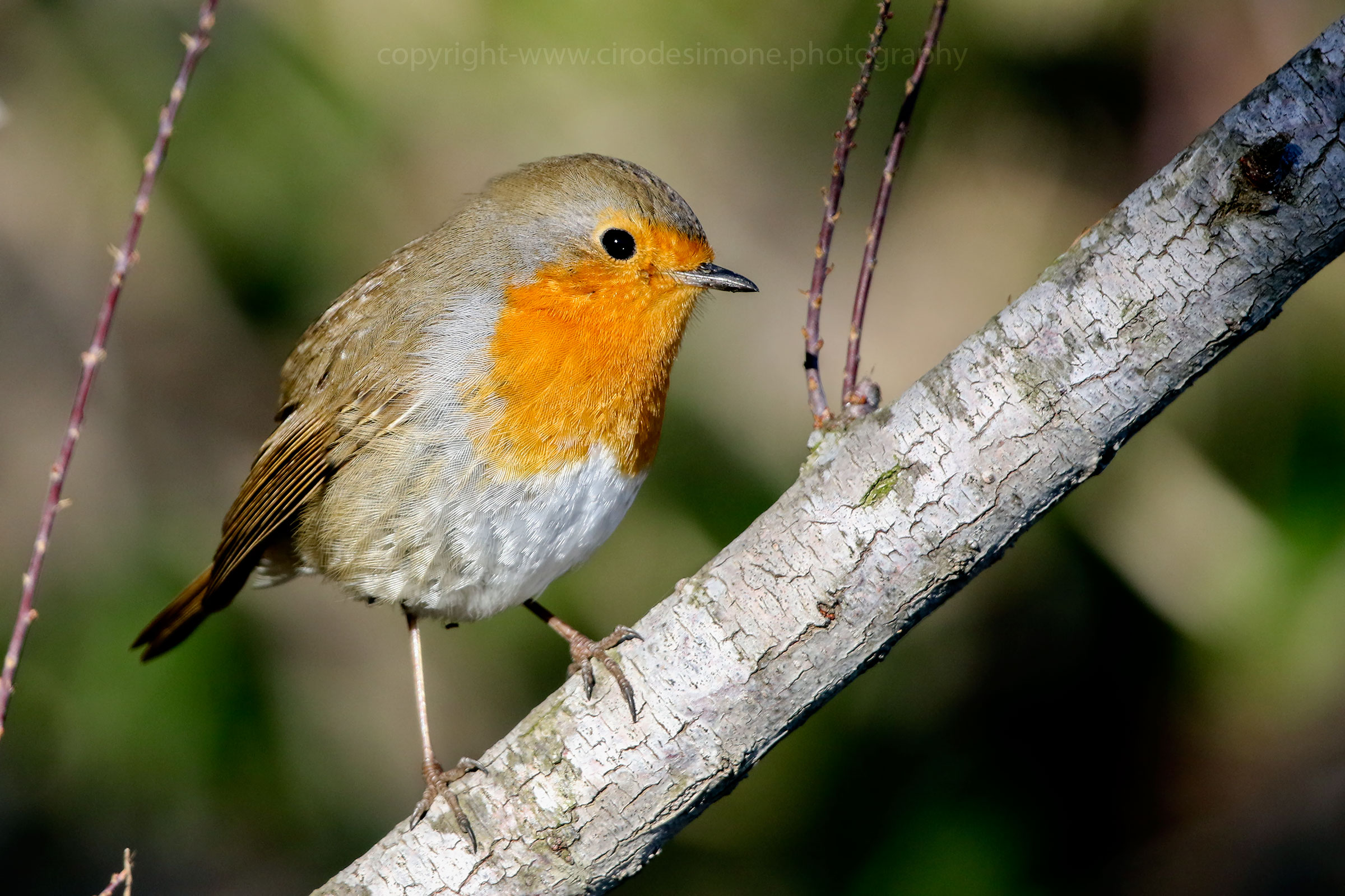 Il folletto dell'inverno
