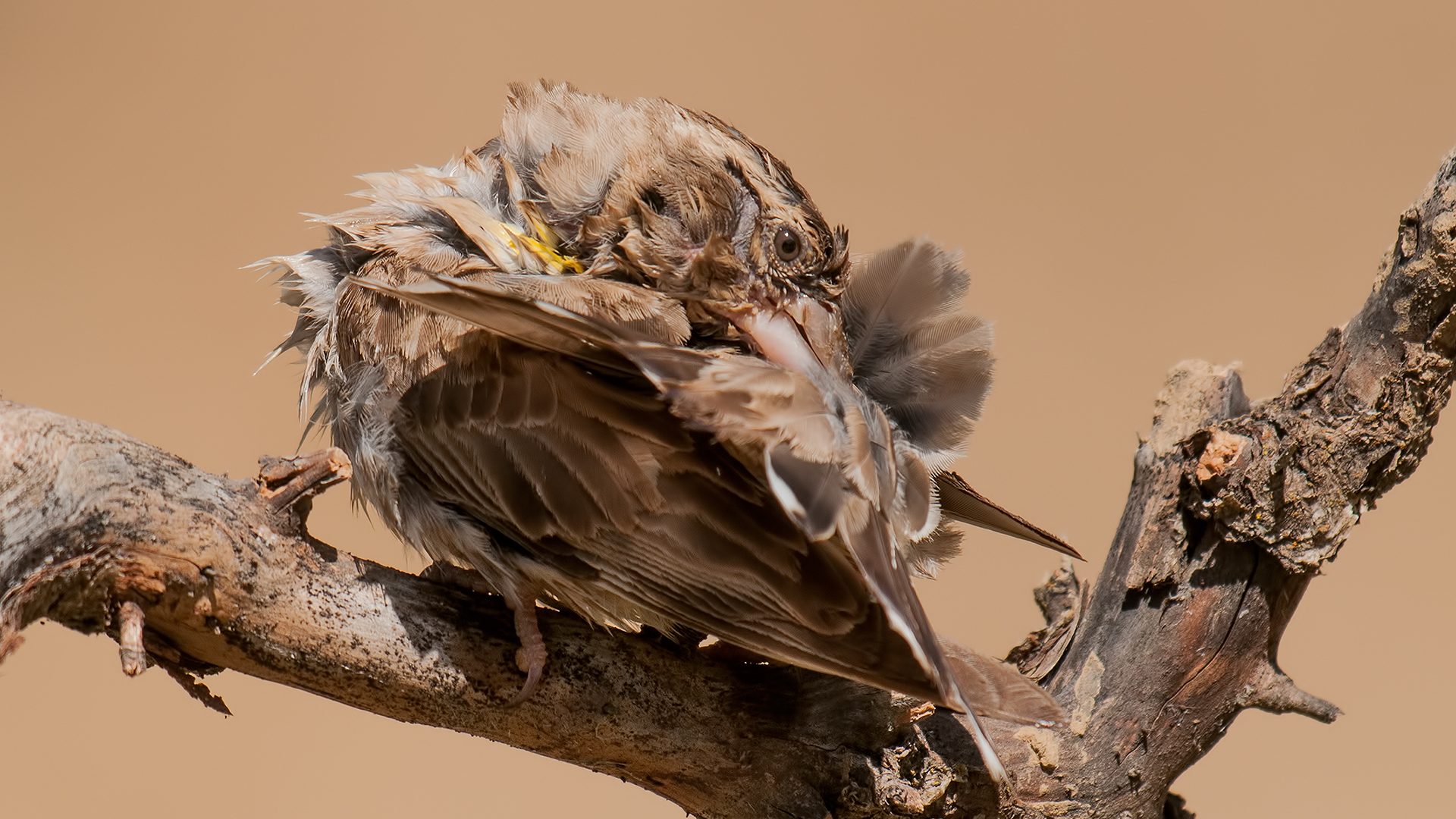 Roccia Sparrow »Petronia Petronia