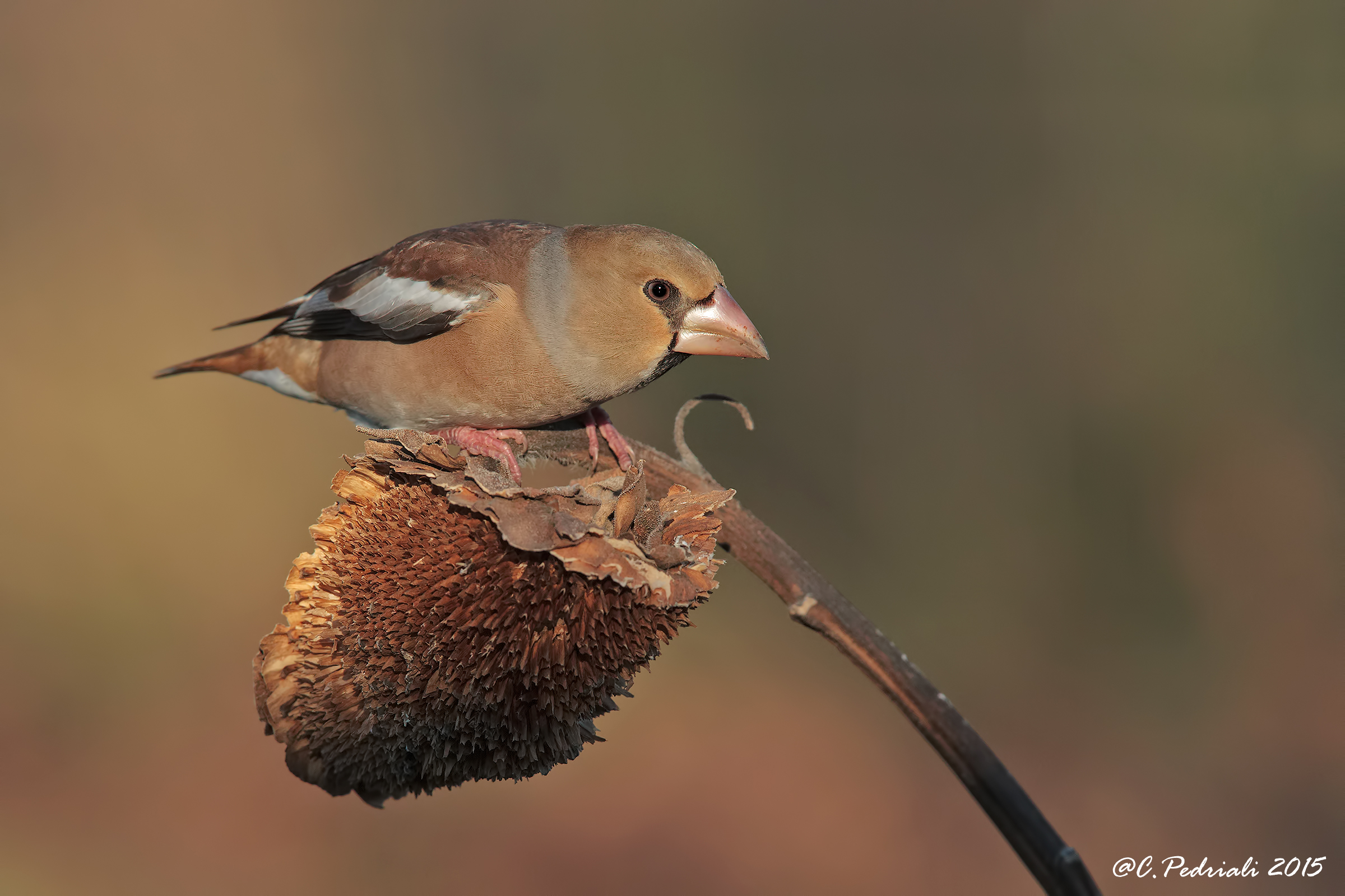 Grosbeak female ...