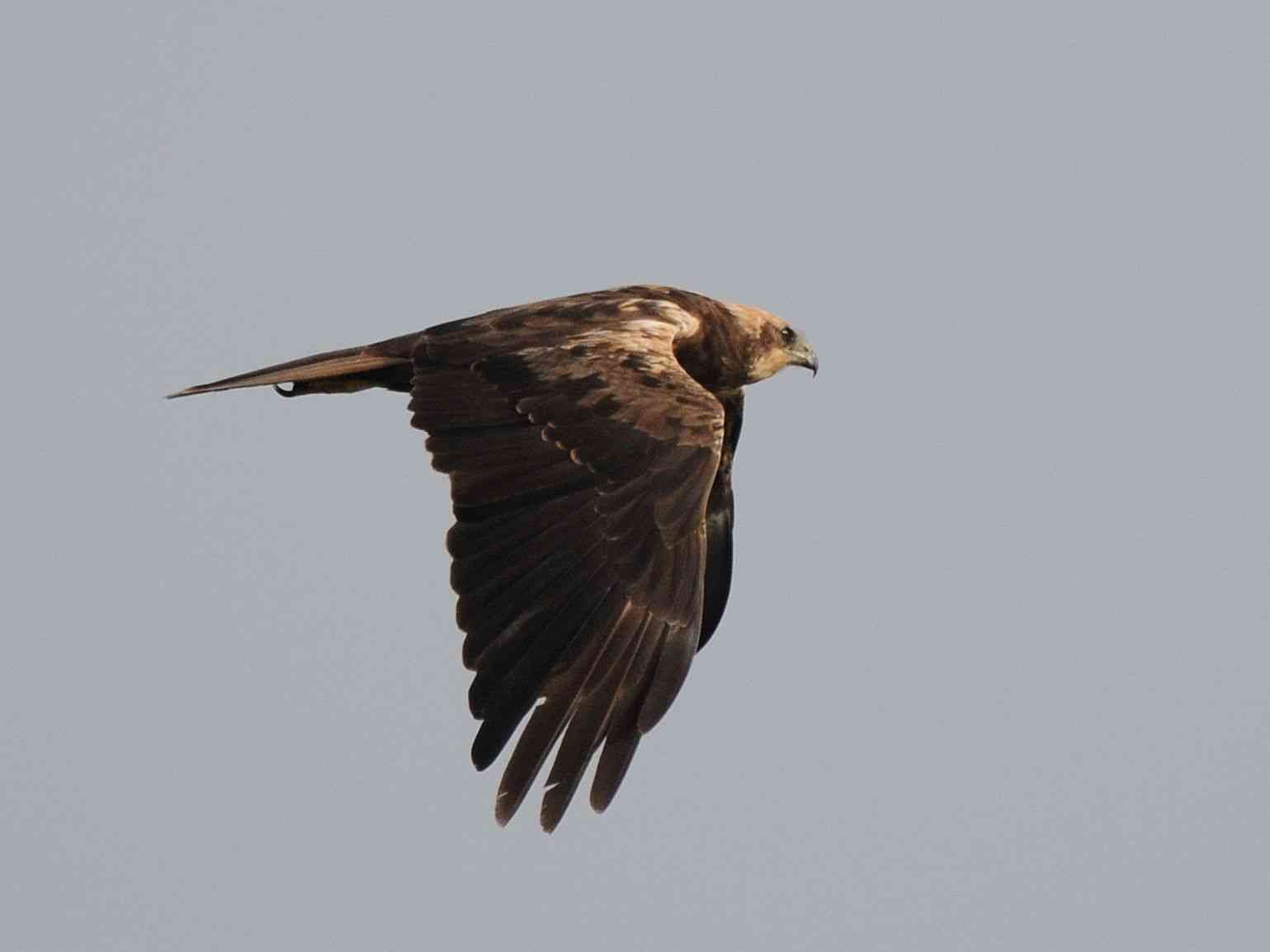 Marsh harrier