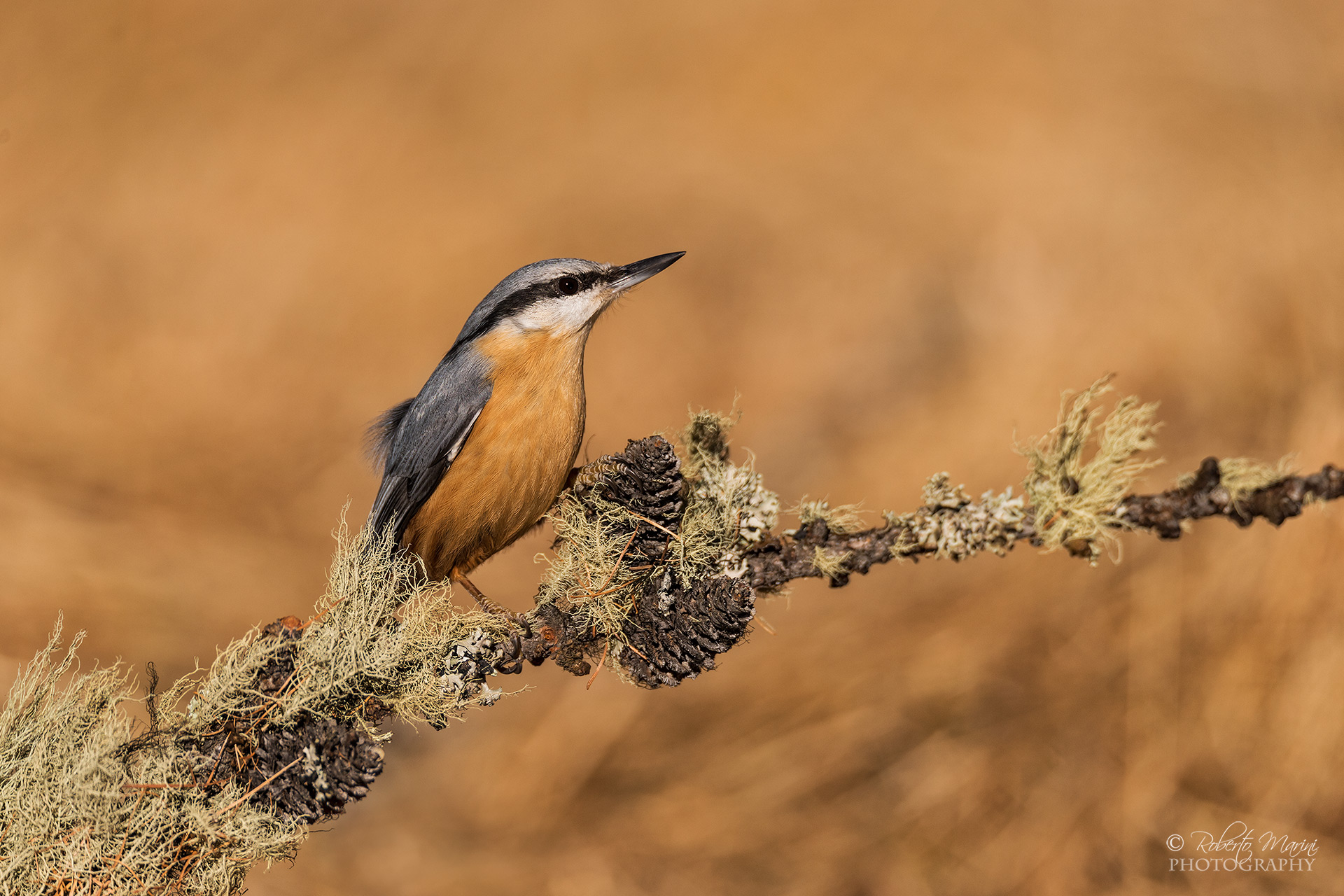 Woodpecker ... the first time